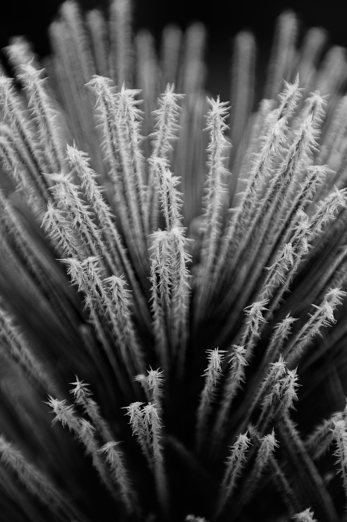 Nikon D70 + Sigma 24-70mm F2.8 EX DG Macro sample photo. Frozen fireworks photography