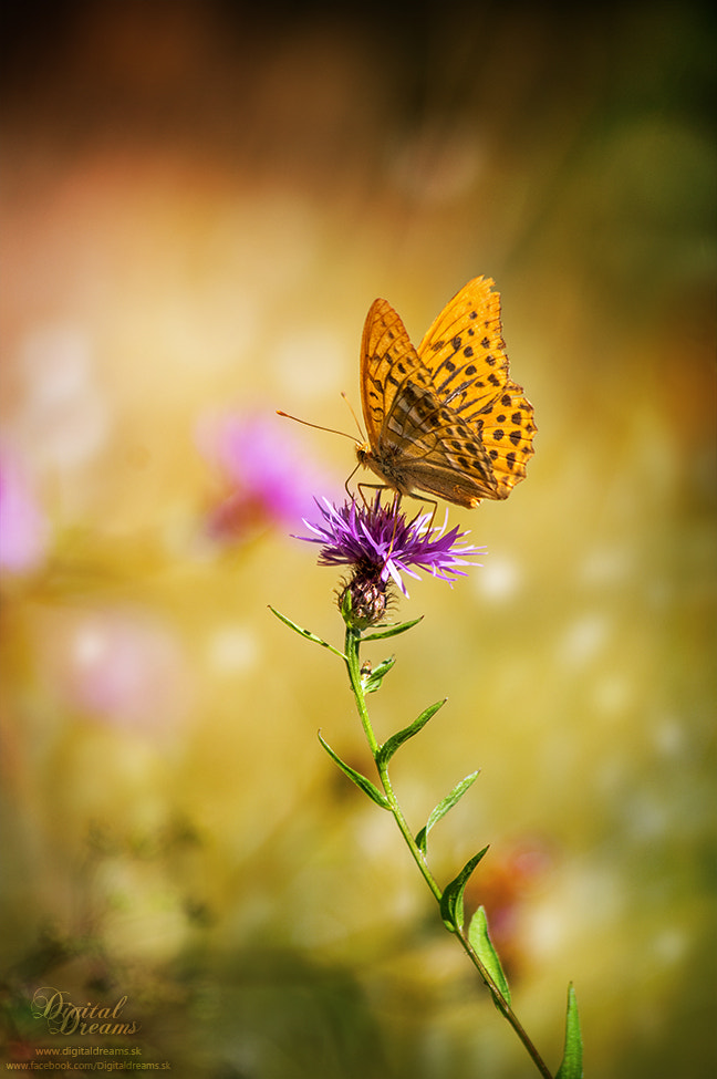 Pentax smc DA 55-300mm F4.0-5.8 ED sample photo. Butterfly photography