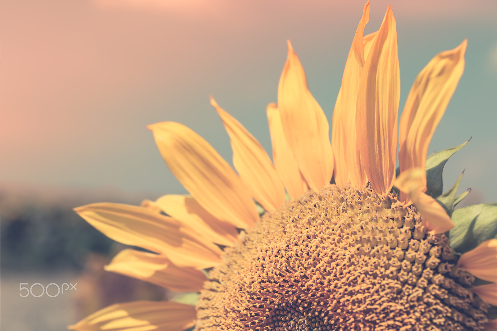 Canon EF 50mm F2.5 Macro sample photo. Sunflower close up photography