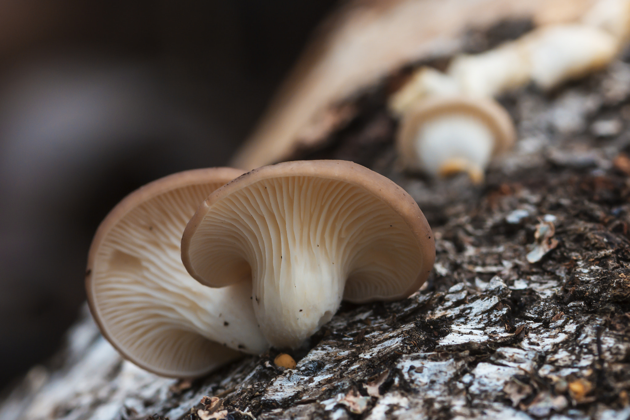 Sigma 105mm F2.8 EX DG Macro sample photo. *** photography