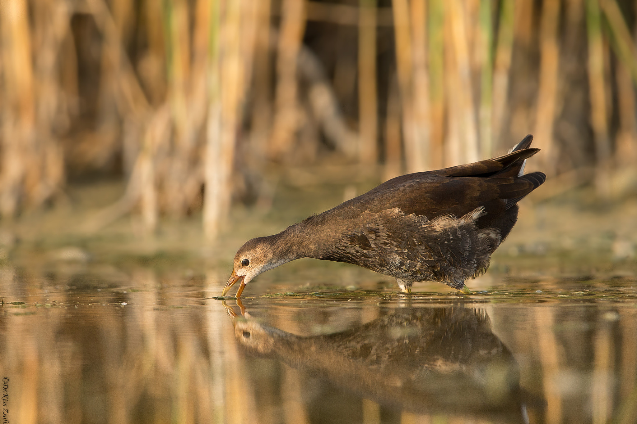 Canon EF 600mm F4L IS II USM sample photo. Feeding moorhen photography