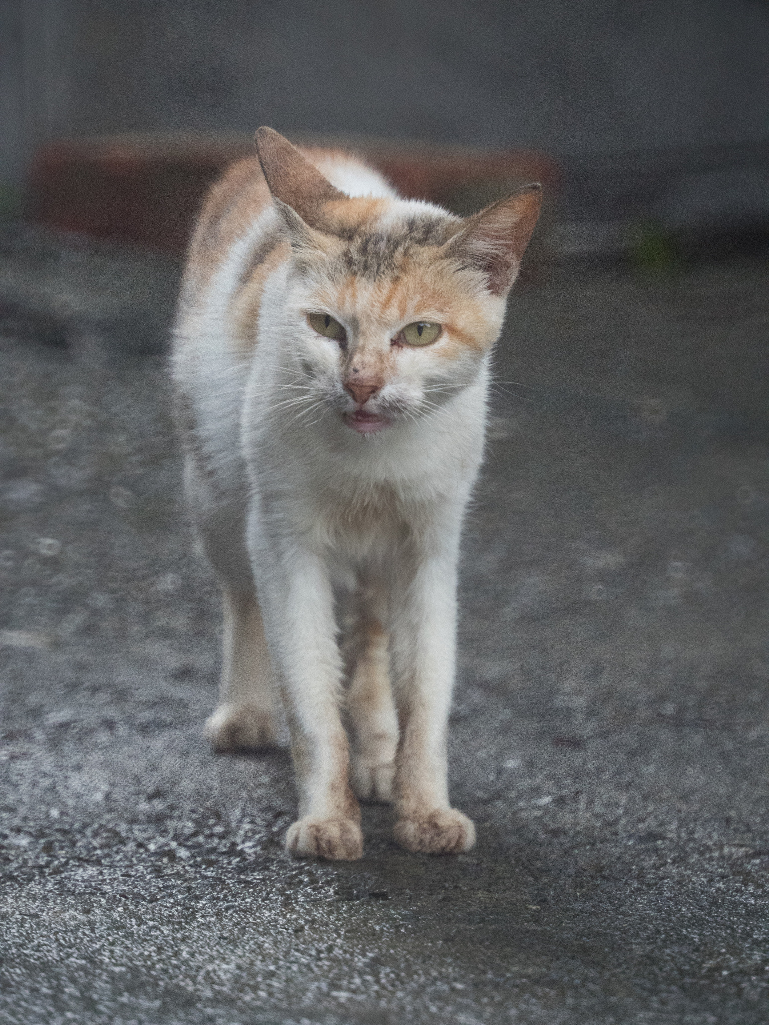 Olympus OM-D E-M5 II + Tokina Reflex 300mm F6.3 MF Macro sample photo. Tokina 300mm f6.3 reflex lens photography