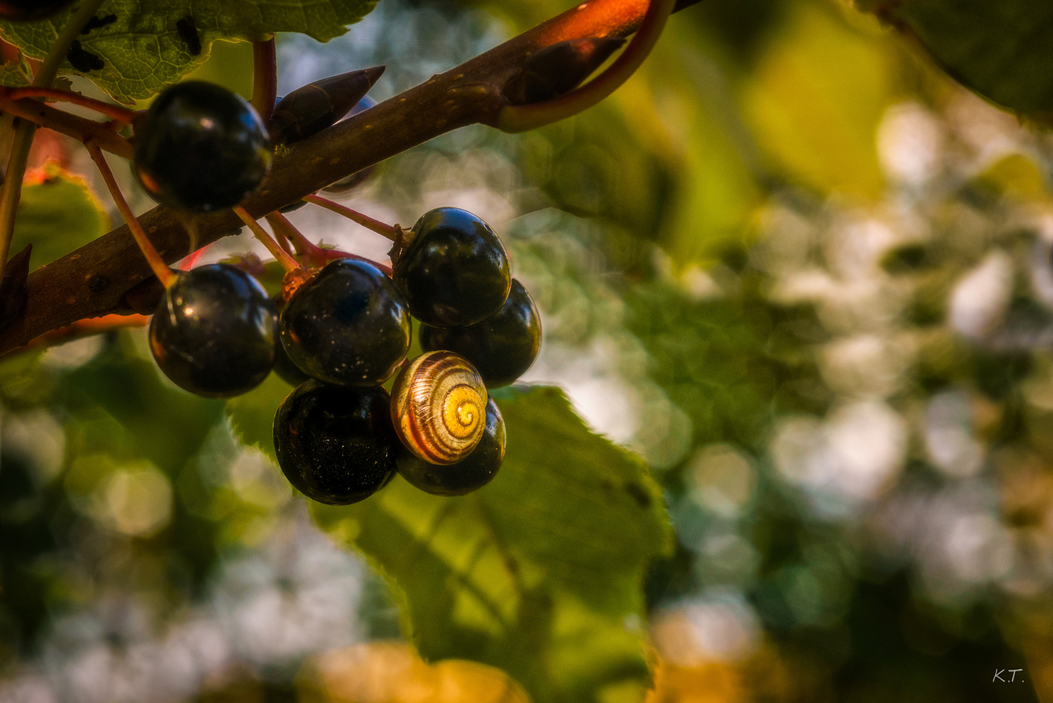 Nikon D610 + Nikon AF Micro-Nikkor 60mm F2.8D sample photo. A strange bird cherry photography