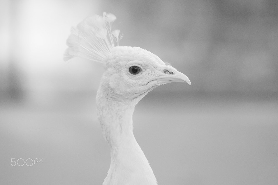 Canon EF 100-300mm f/5.6 sample photo. Utica zoo photography