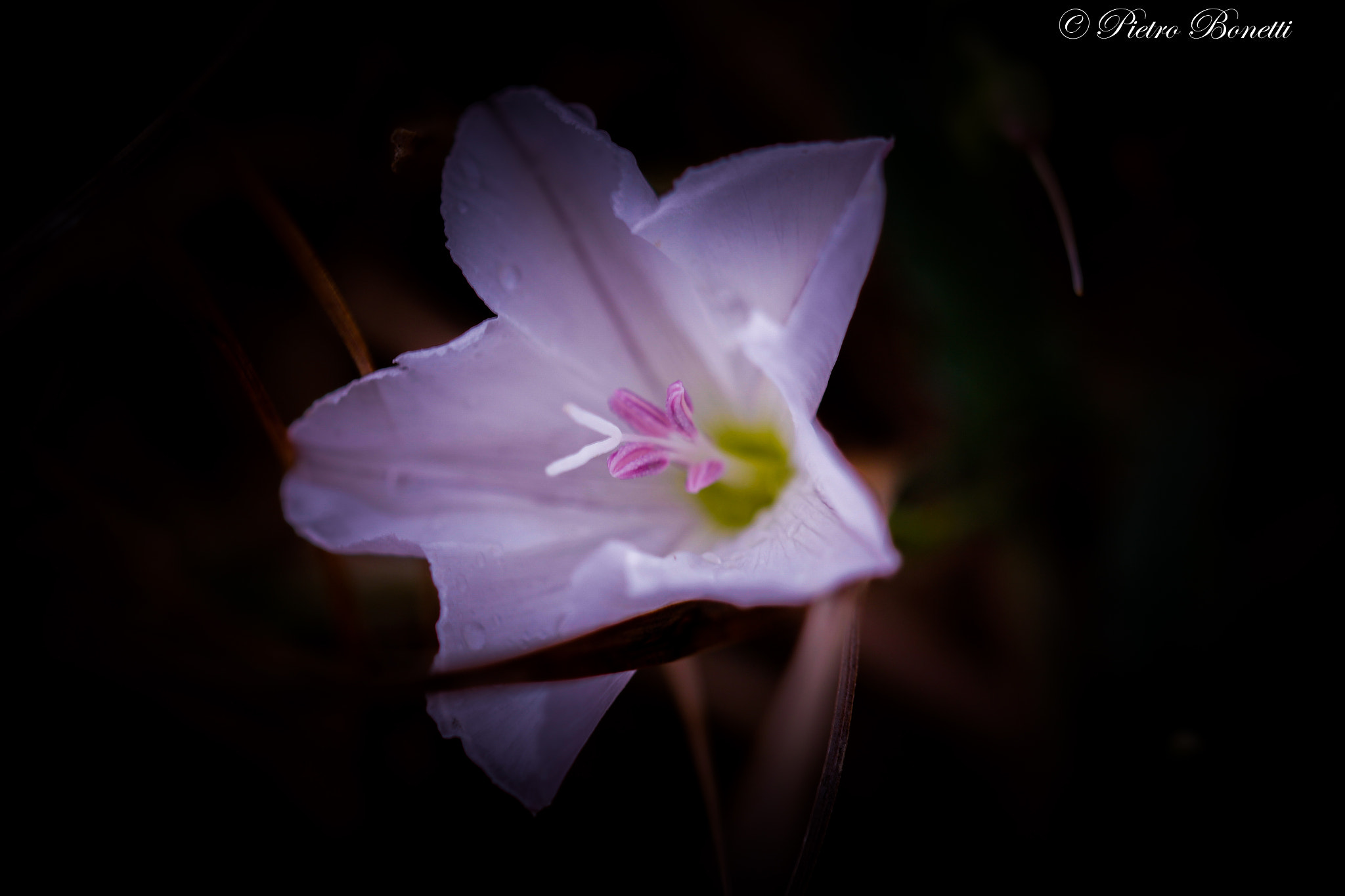 Canon EOS 60D + Canon EF 100mm F2.8L Macro IS USM sample photo. Fior di luce photography