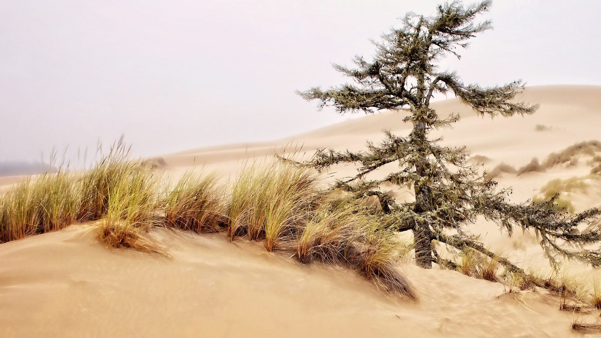 Canon EOS 760D (EOS Rebel T6s / EOS 8000D) sample photo. Oregon dunes photography