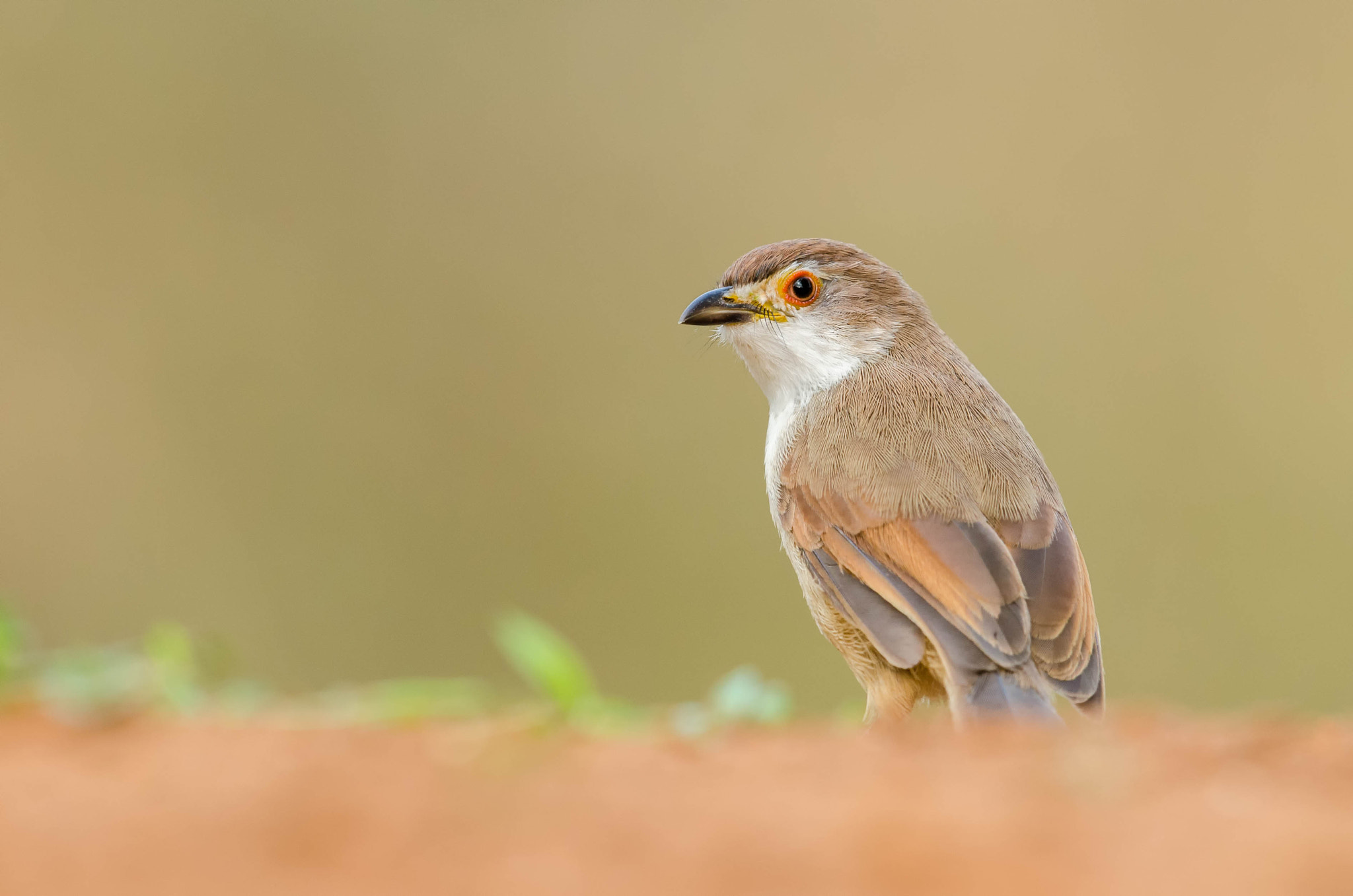 Nikon D7000 sample photo. Yellow eyed babbler photography