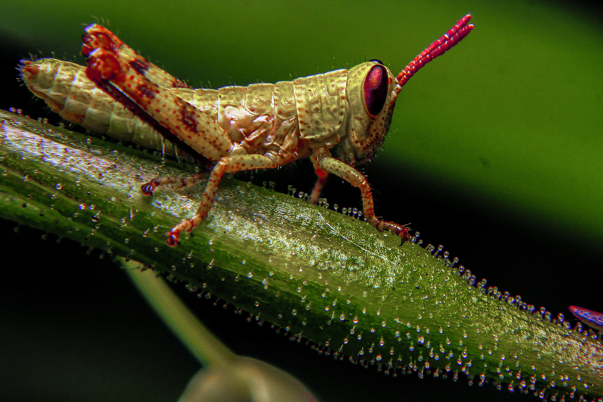 Canon EOS 50D sample photo. Red antenne photography