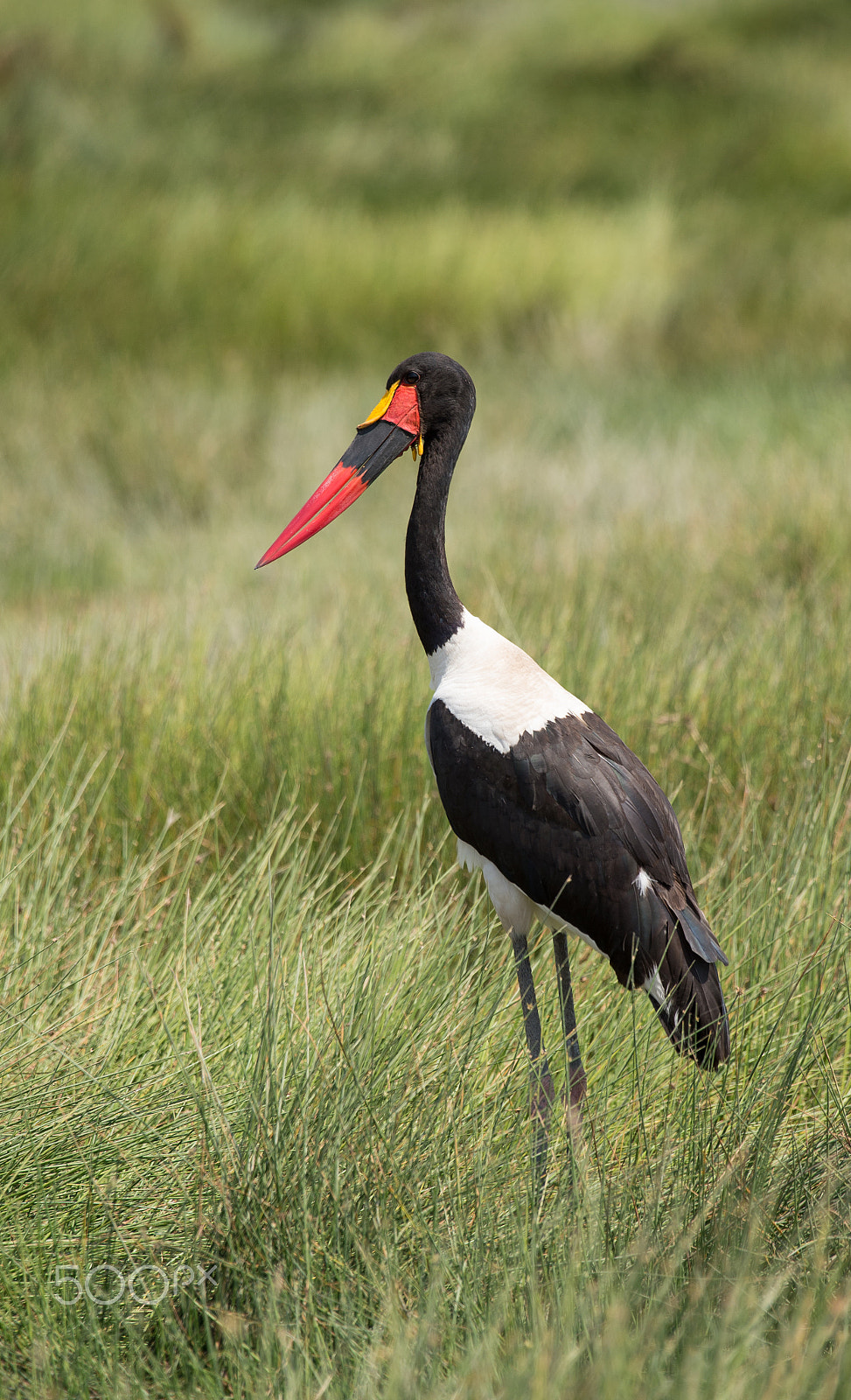 Nikon AF-S Nikkor 200-500mm F5.6E ED VR sample photo. Saddle-billed stork photography