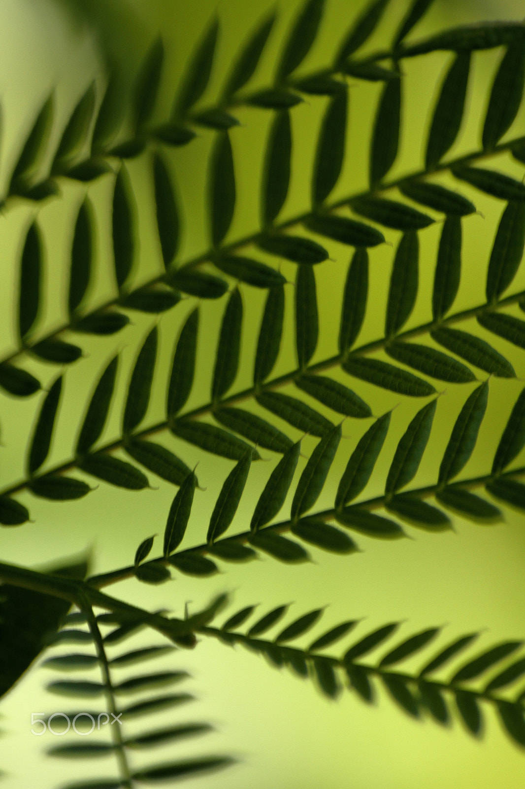 Sigma 70-300mm F4-5.6 APO DG Macro sample photo. Green silhouette photography
