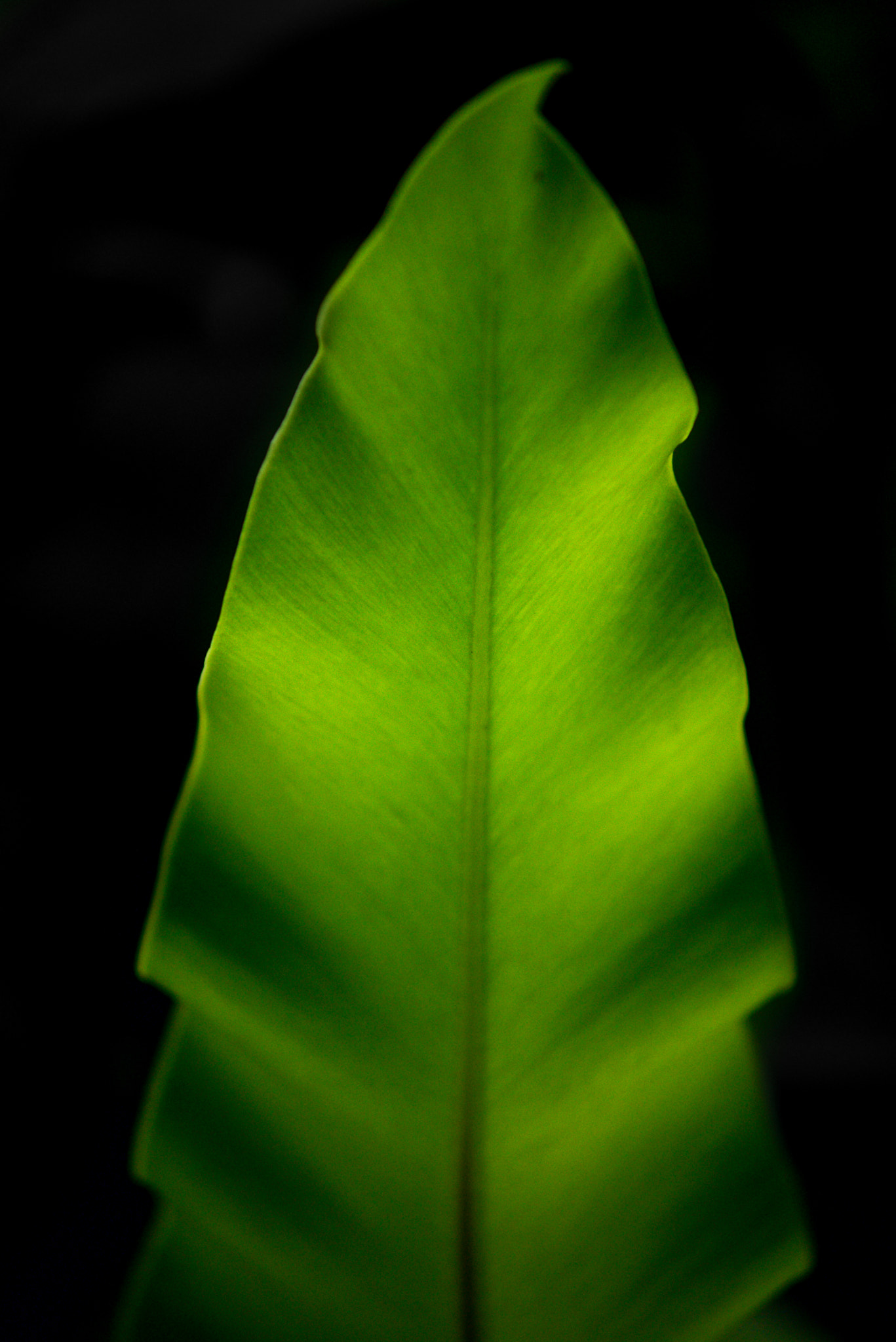 AF Zoom-Nikkor 70-210mm f/4 sample photo. Green photography