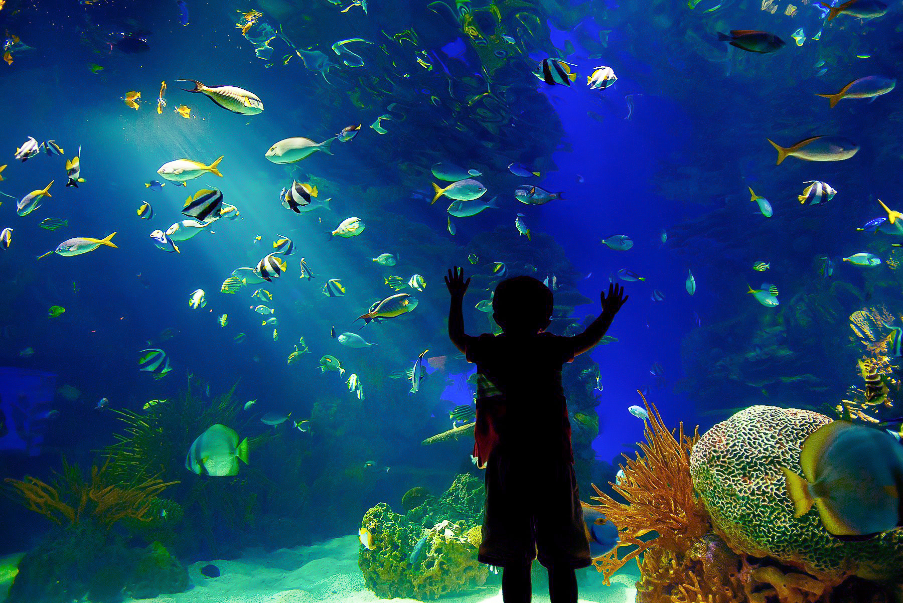 Nikon D600 sample photo. Boy admiring giant aquarium photography