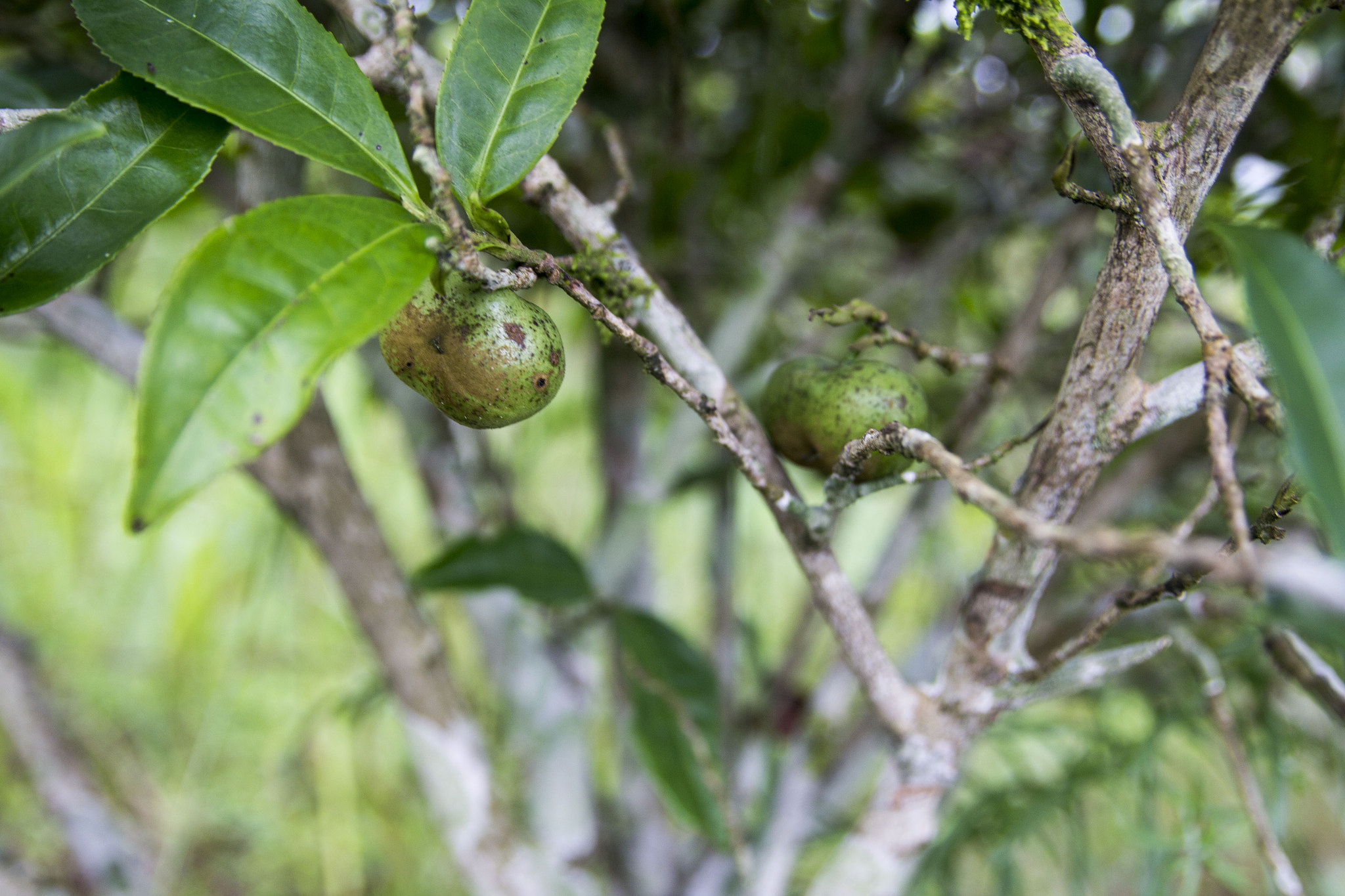 Sigma 18-50mm f/2.8 Macro sample photo. Img photography