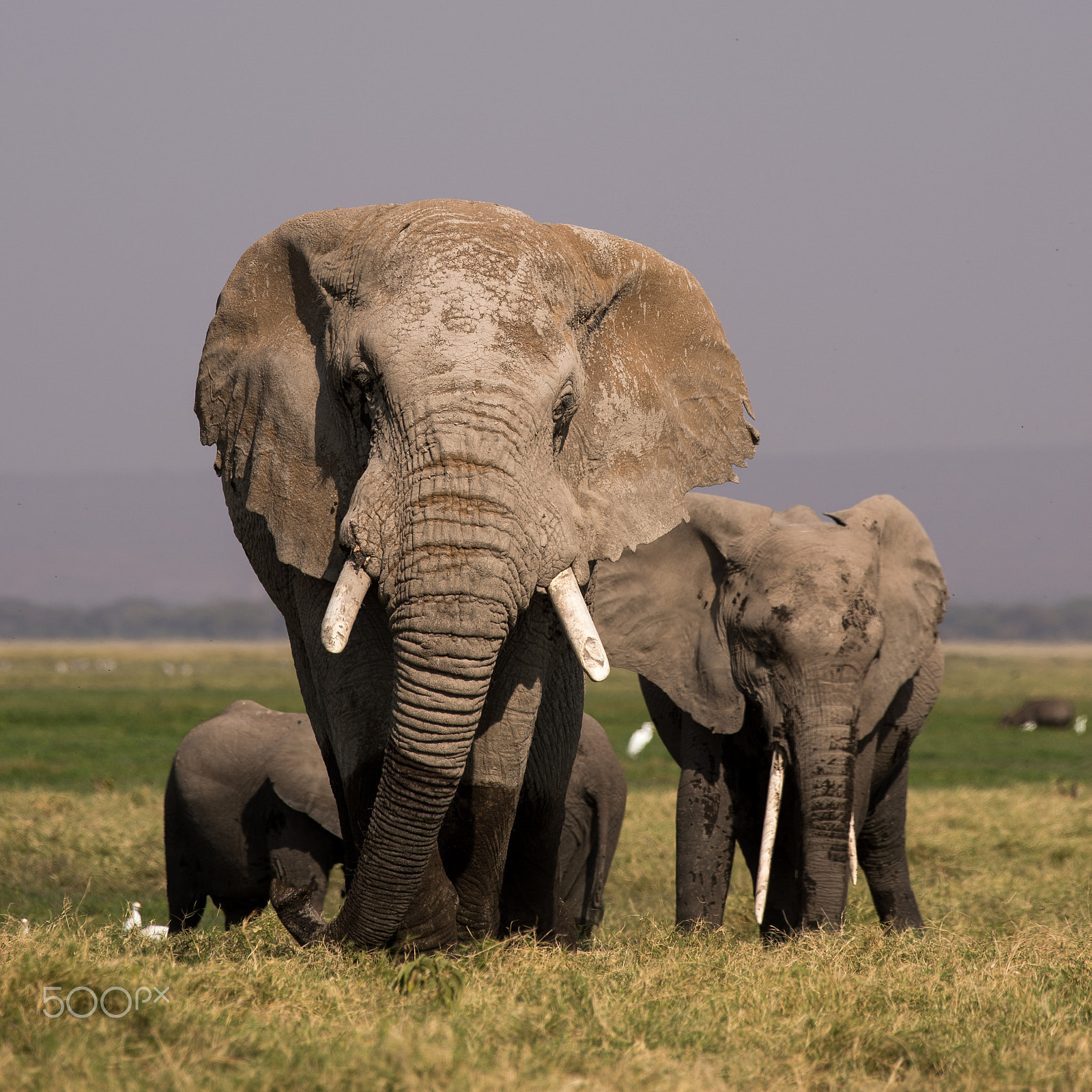 Nikon AF-S Nikkor 200-500mm F5.6E ED VR sample photo. The bull photography