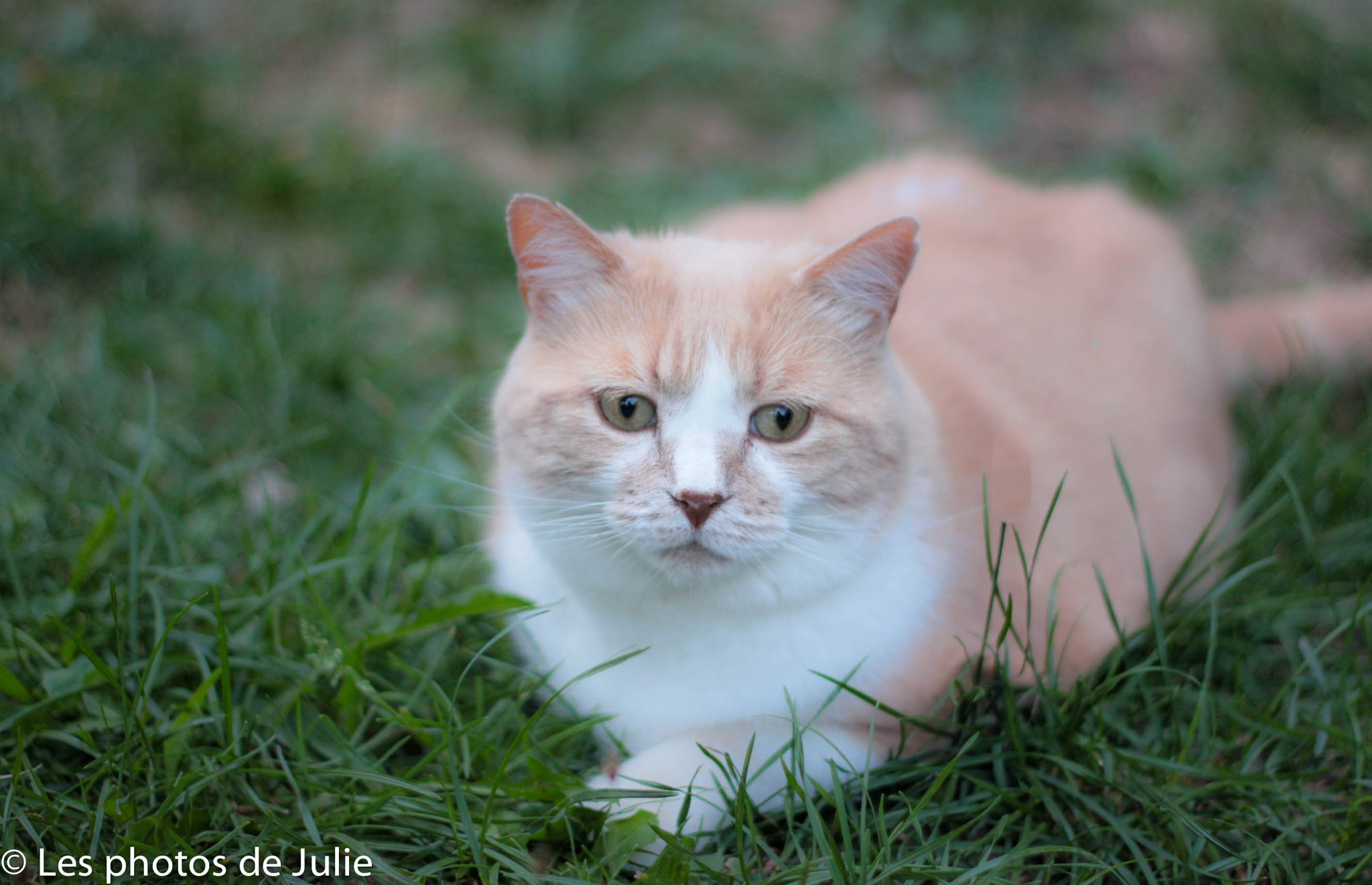 Canon EOS 550D (EOS Rebel T2i / EOS Kiss X4) + Canon EF 50mm f/1.8 sample photo. Garfield photography