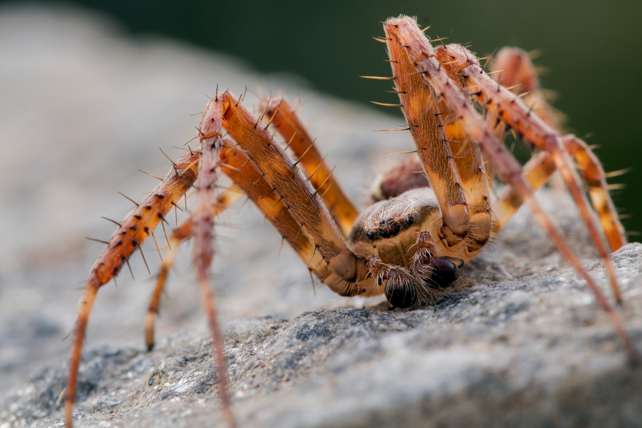Sigma 105mm F2.8 EX DG OS HSM sample photo. Little predator photography