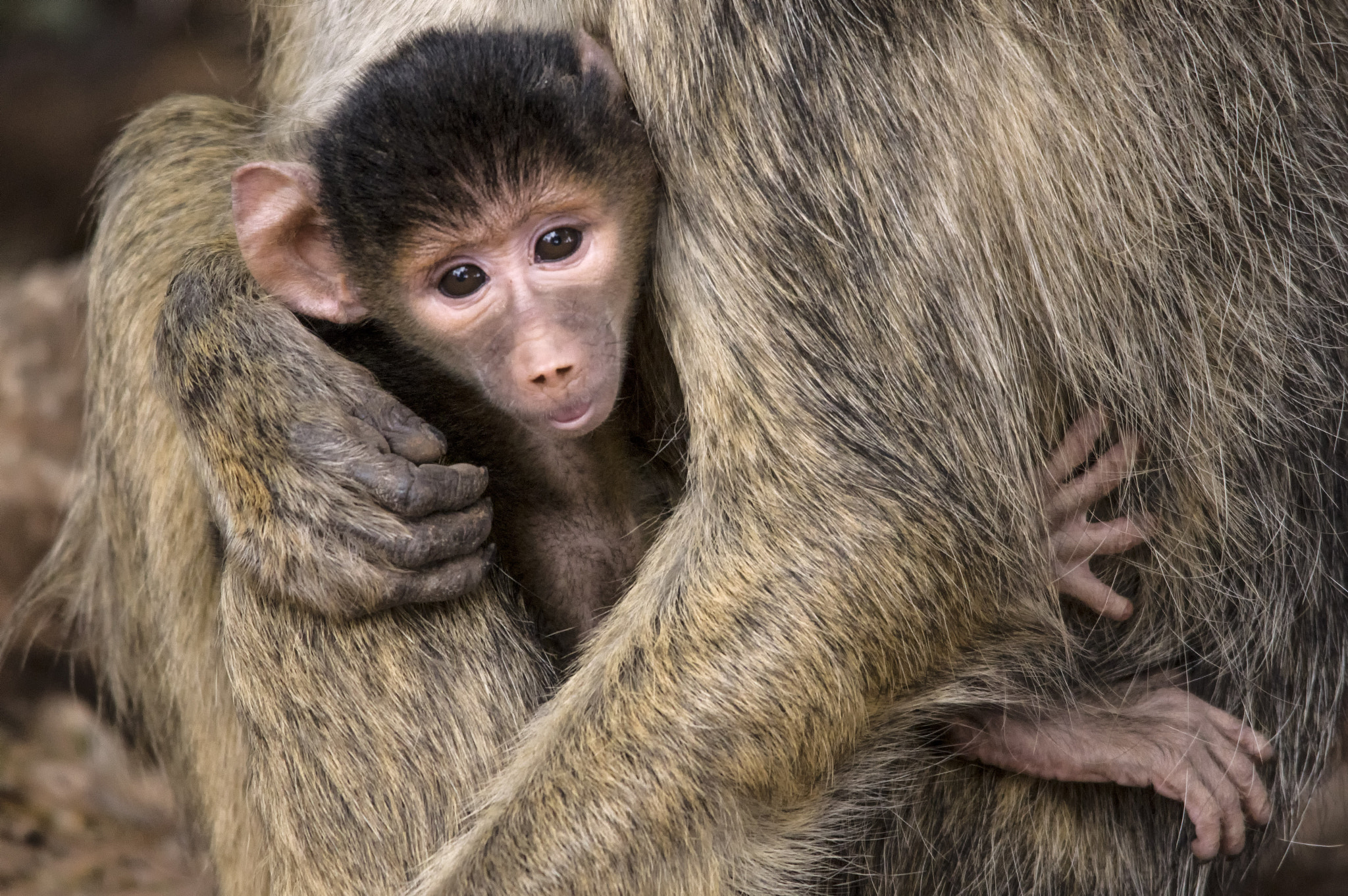 Sigma 150-500mm F5-6.3 DG OS HSM sample photo. Young baboon photography