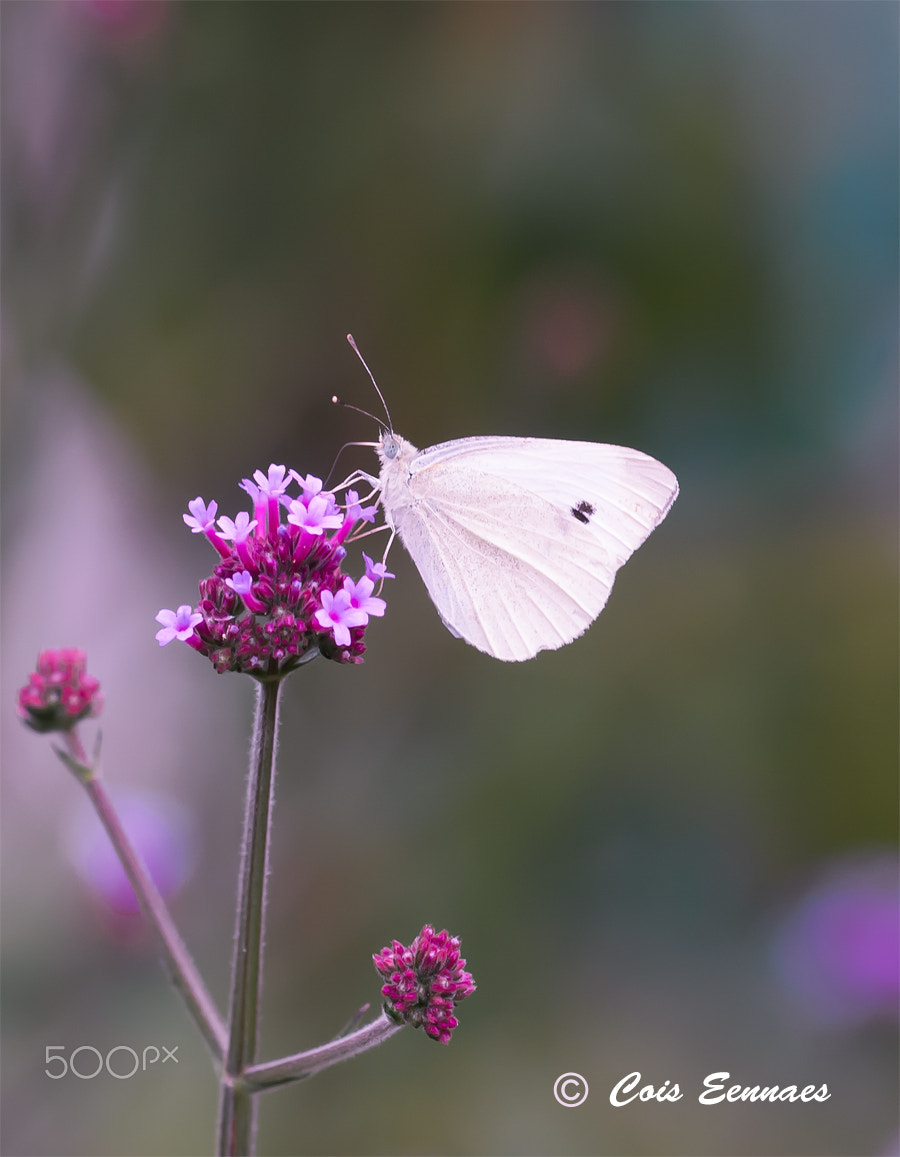 Sigma 150mm F2.8 EX DG Macro HSM sample photo. Koolwitje photography