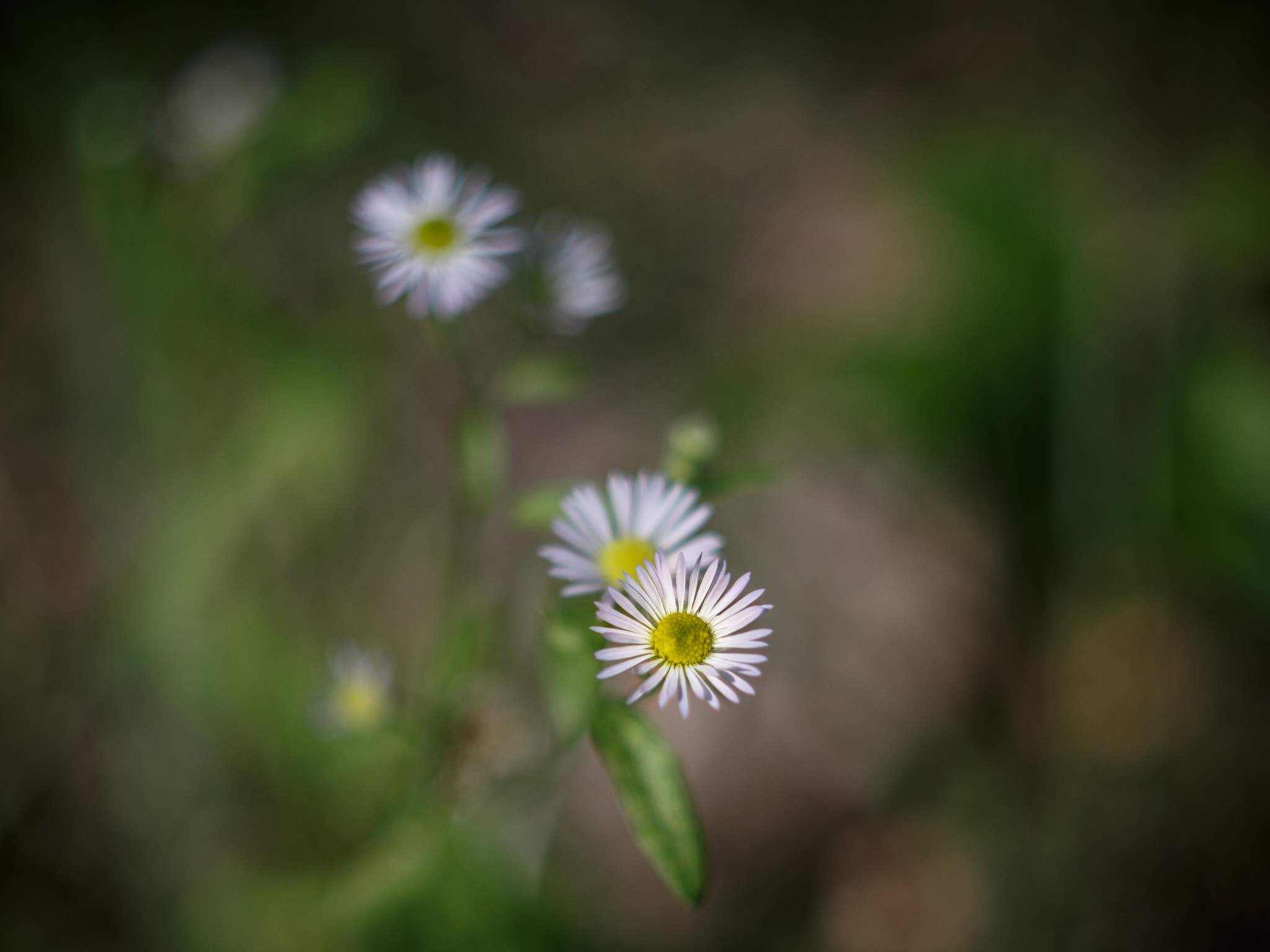 Canon EF 35-80mm f/4-5.6 sample photo. Flowers photography