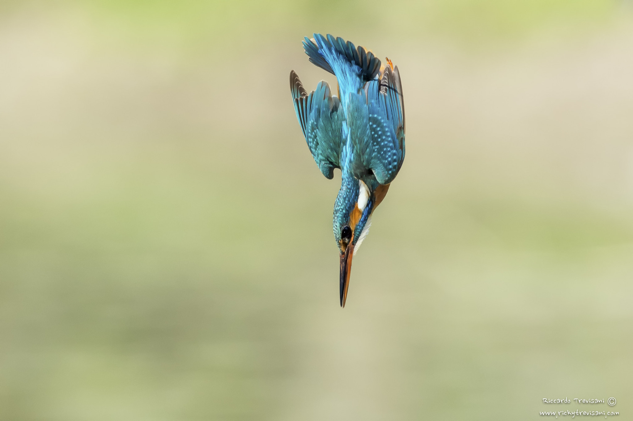 Nikon AF-S Nikkor 300mm F2.8G ED VR II sample photo. Kingfisher photography