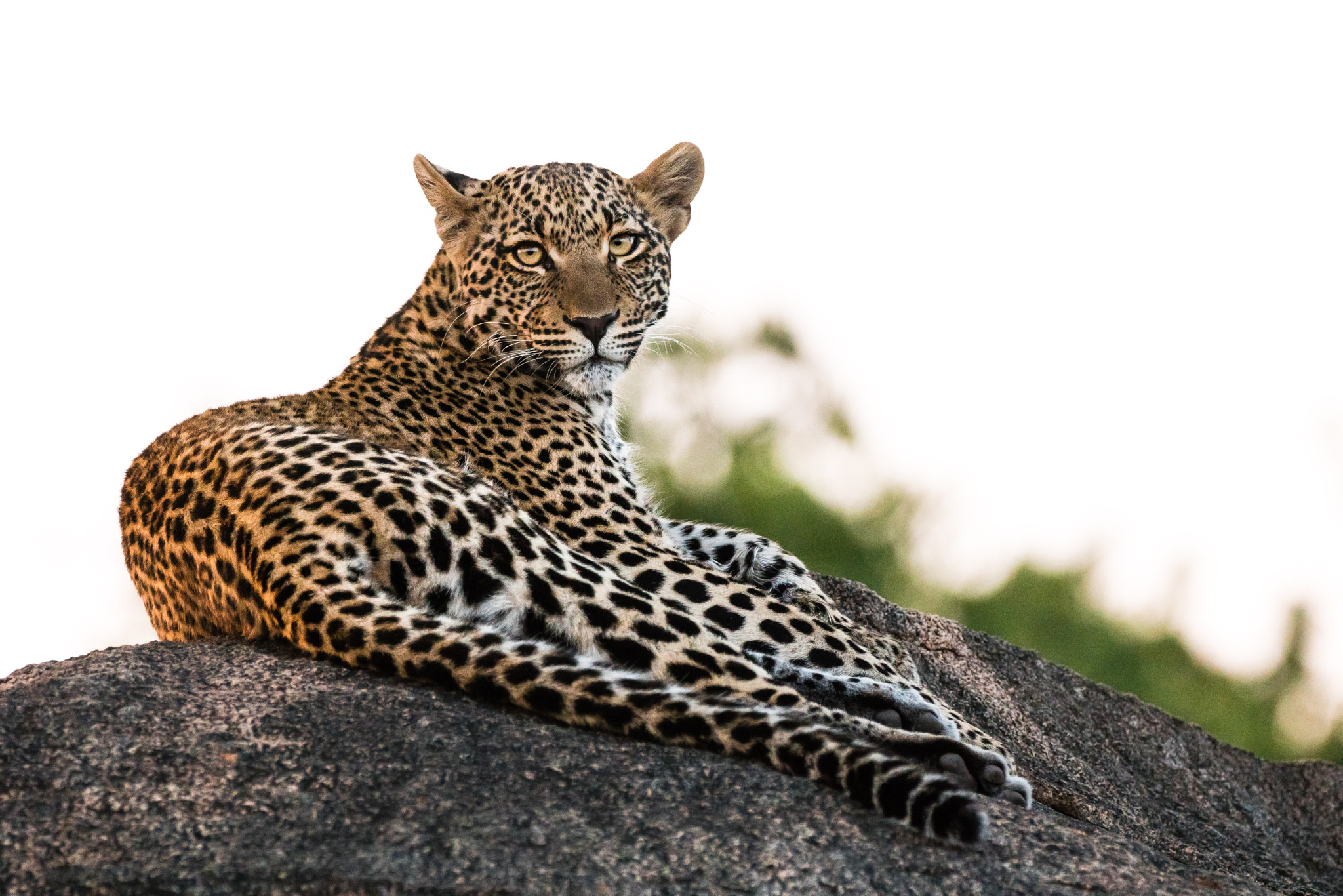 Sony a6300 + 150-600mm F5-6.3 DG OS HSM | Contemporary 015 sample photo. Leopard's gaze photography