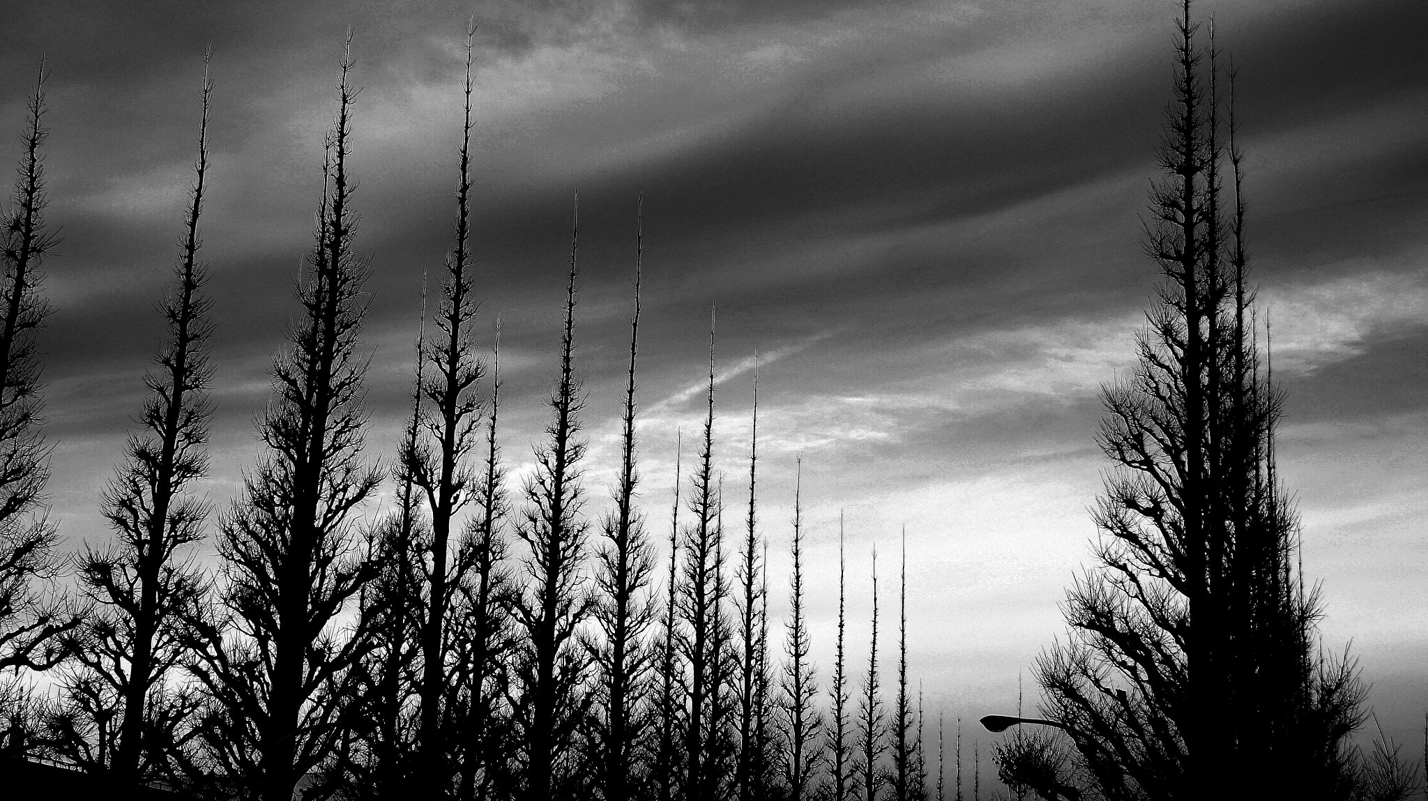 Sony E 18-200mm F3.5-6.3 OSS sample photo. 【 silhouette works 】row of trees : tokyo,yoyogi photography