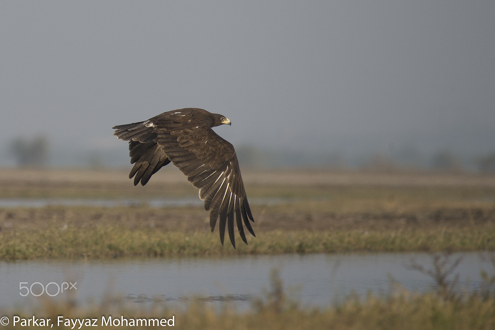 Nikon AF-S Nikkor 200-500mm F5.6E ED VR sample photo. Greater spotted eagle - adult photography