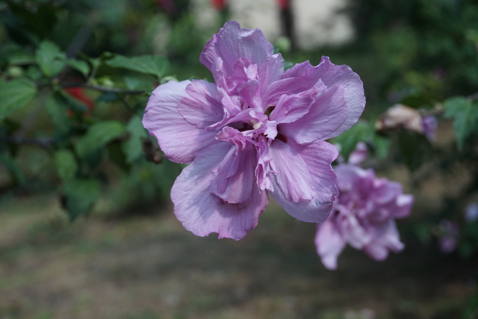 Sony Alpha QX1 sample photo. Flowers in sochi  photography