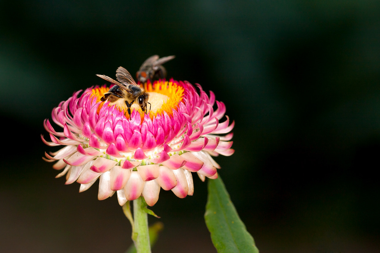 Sigma 105mm F2.8 EX DG OS HSM sample photo. 2 on 1 photography