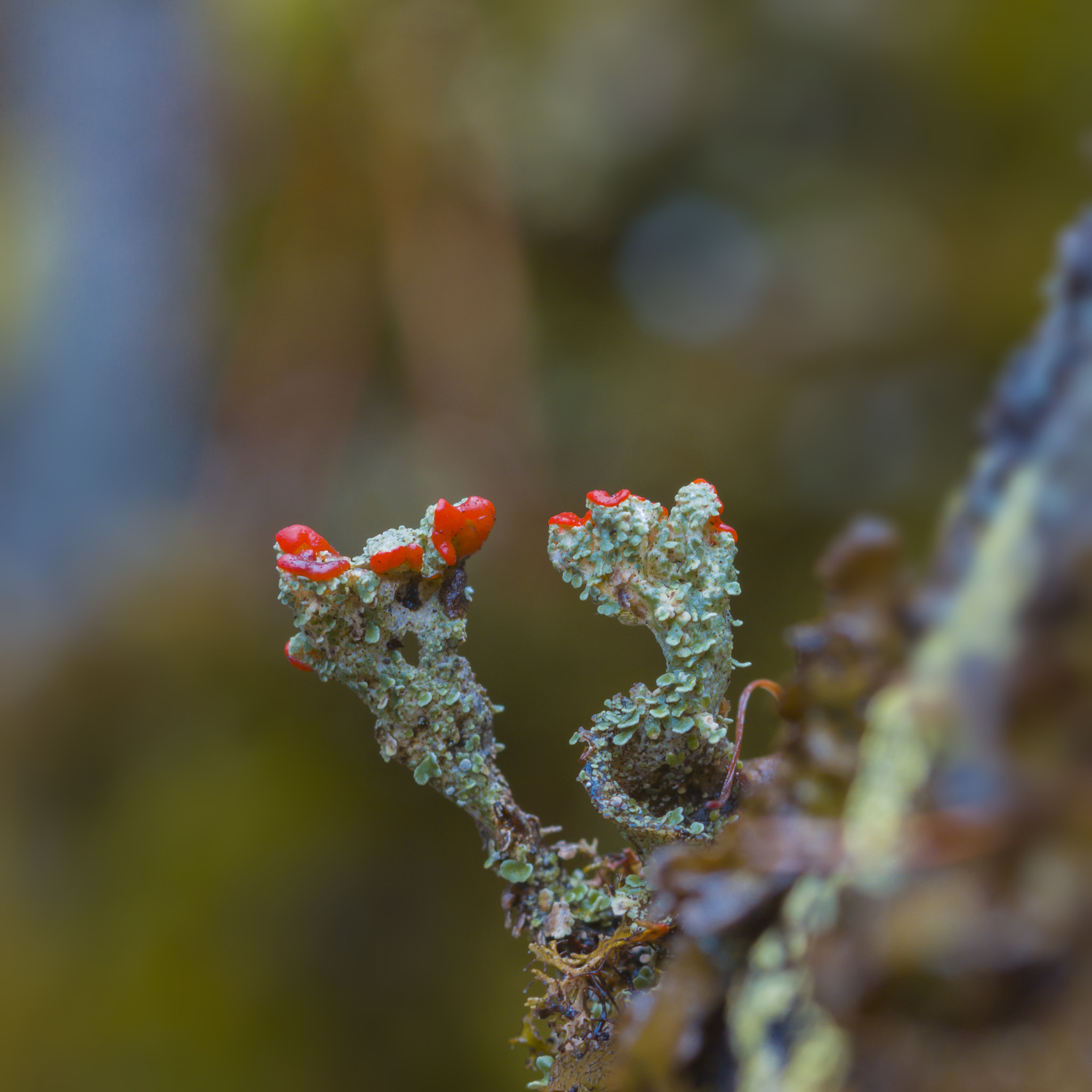Sigma 105mm F2.8 EX DG Macro sample photo. Кладония photography