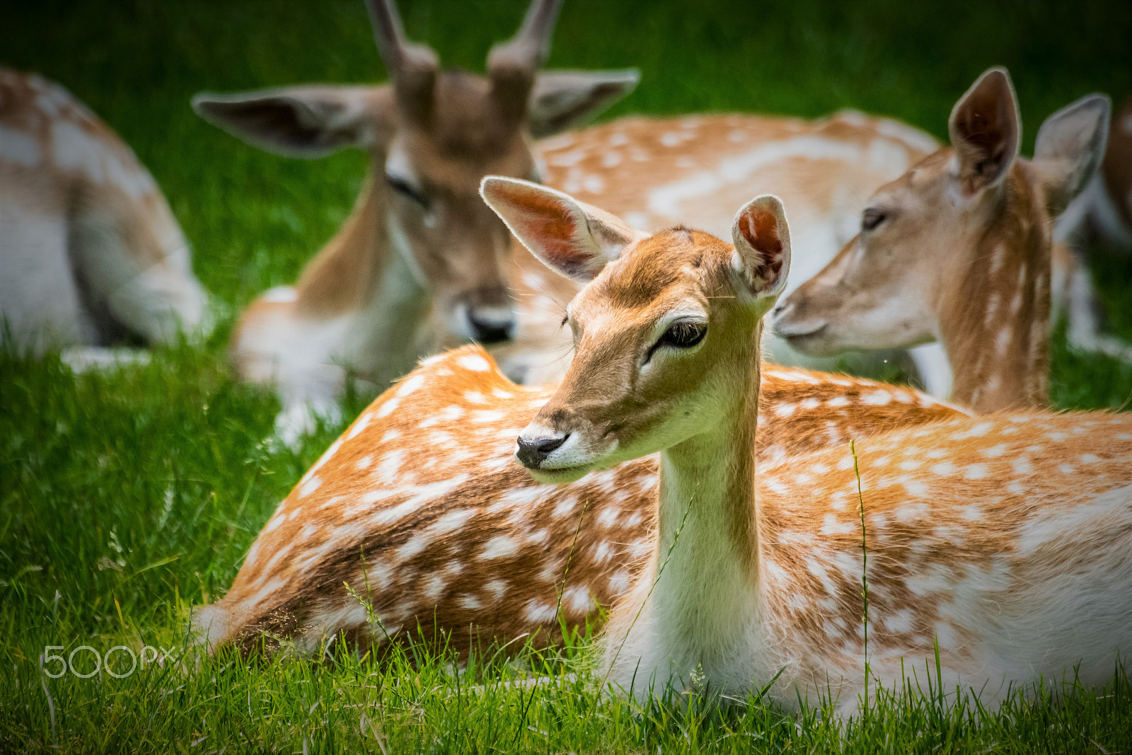 Nikon D5300 + Sigma 50-500mm F4.5-6.3 DG OS HSM sample photo. Fallow deer photography