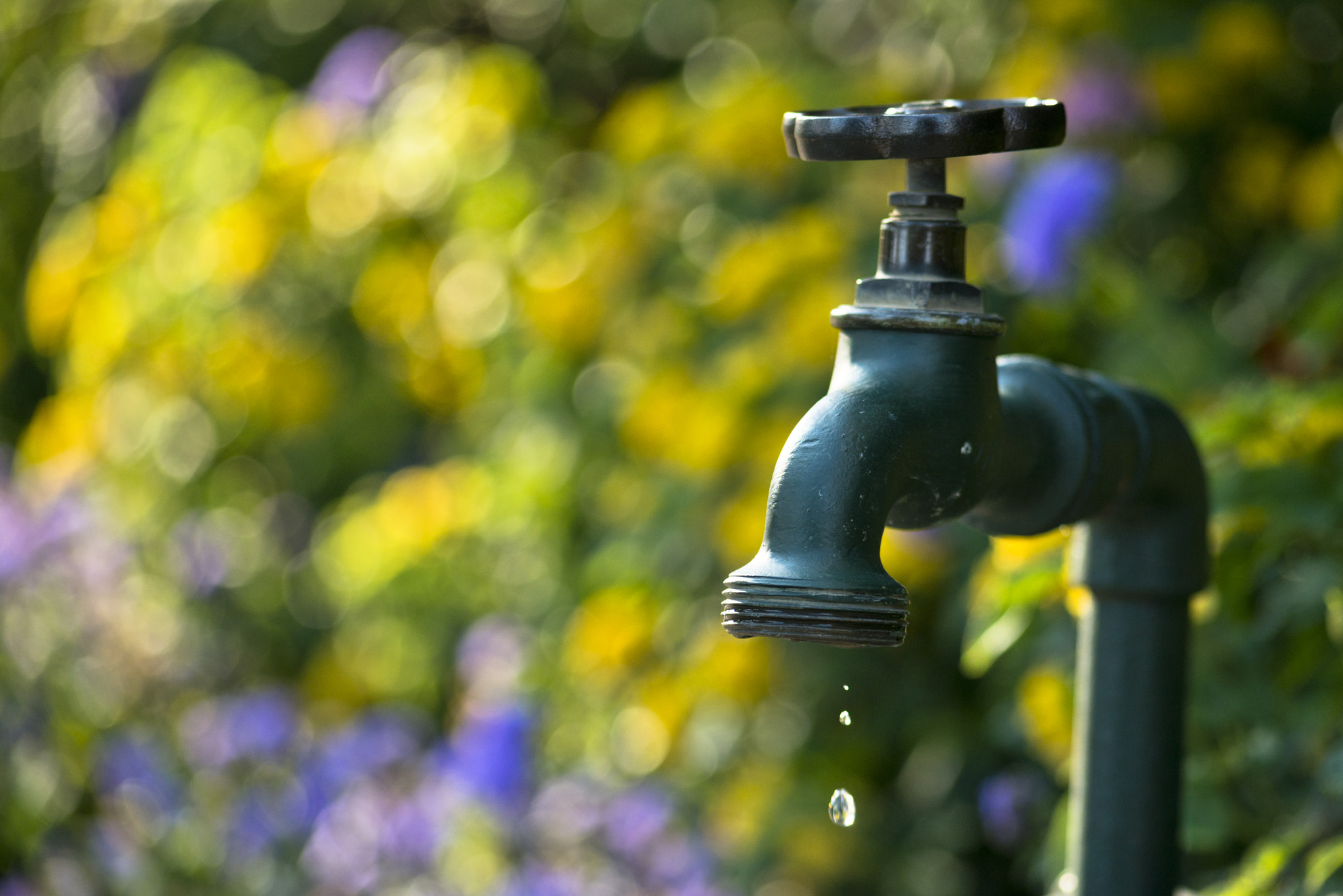 Nikon D800 + AF Nikkor 70-210mm f/4-5.6D sample photo. Colourful drops photography