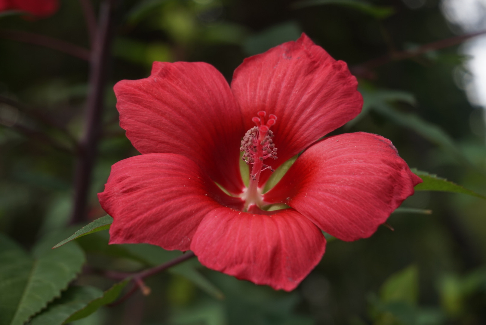 Sony Alpha QX1 sample photo. Hibiscus  photography