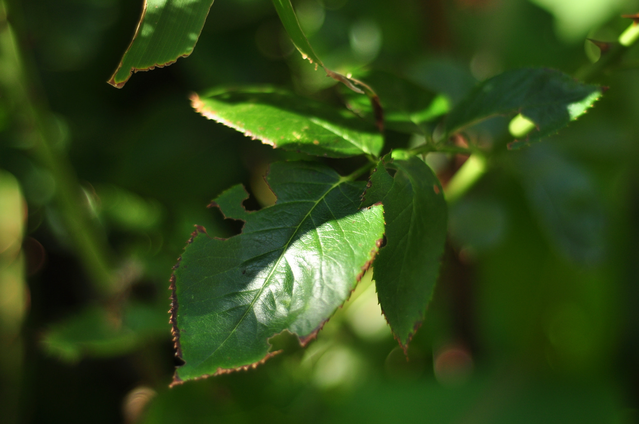 Nikon AF Nikkor 50mm F1.8D sample photo. Leaf photography