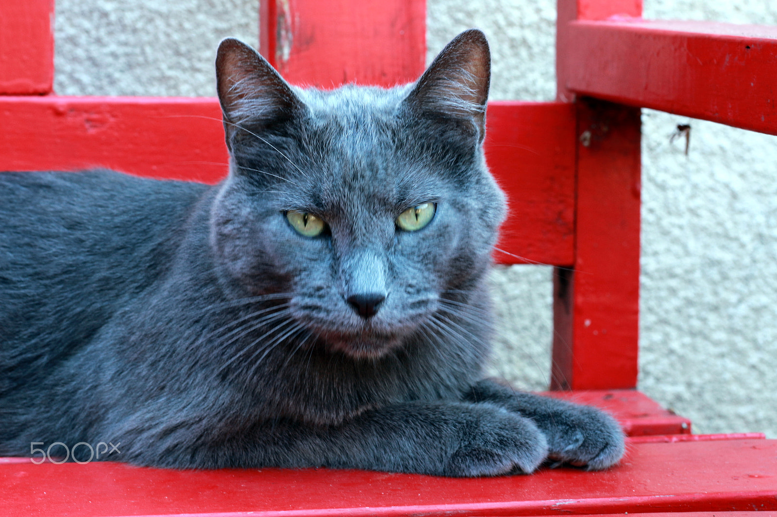 Canon EOS 650D (EOS Rebel T4i / EOS Kiss X6i) sample photo. The stare photography