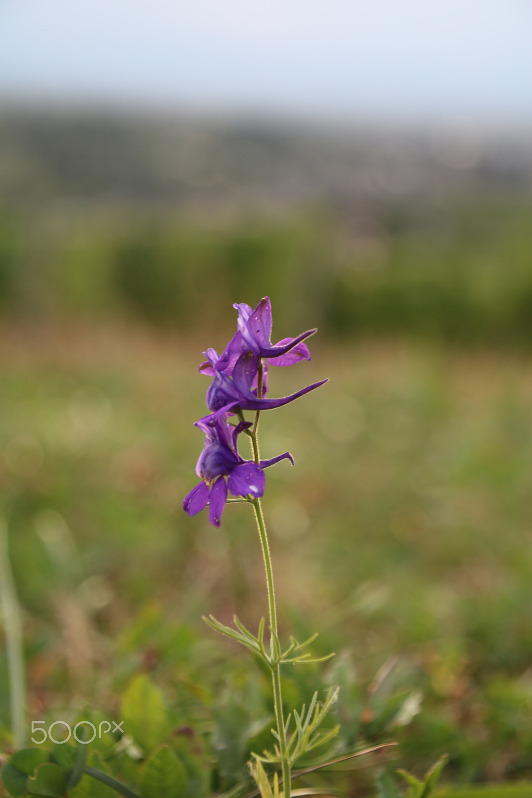 Canon EOS 750D (EOS Rebel T6i / EOS Kiss X8i) + Canon TS-E 90mm F2.8 Tilt-Shift sample photo. Flower in the forderground and in the background the landscape photography