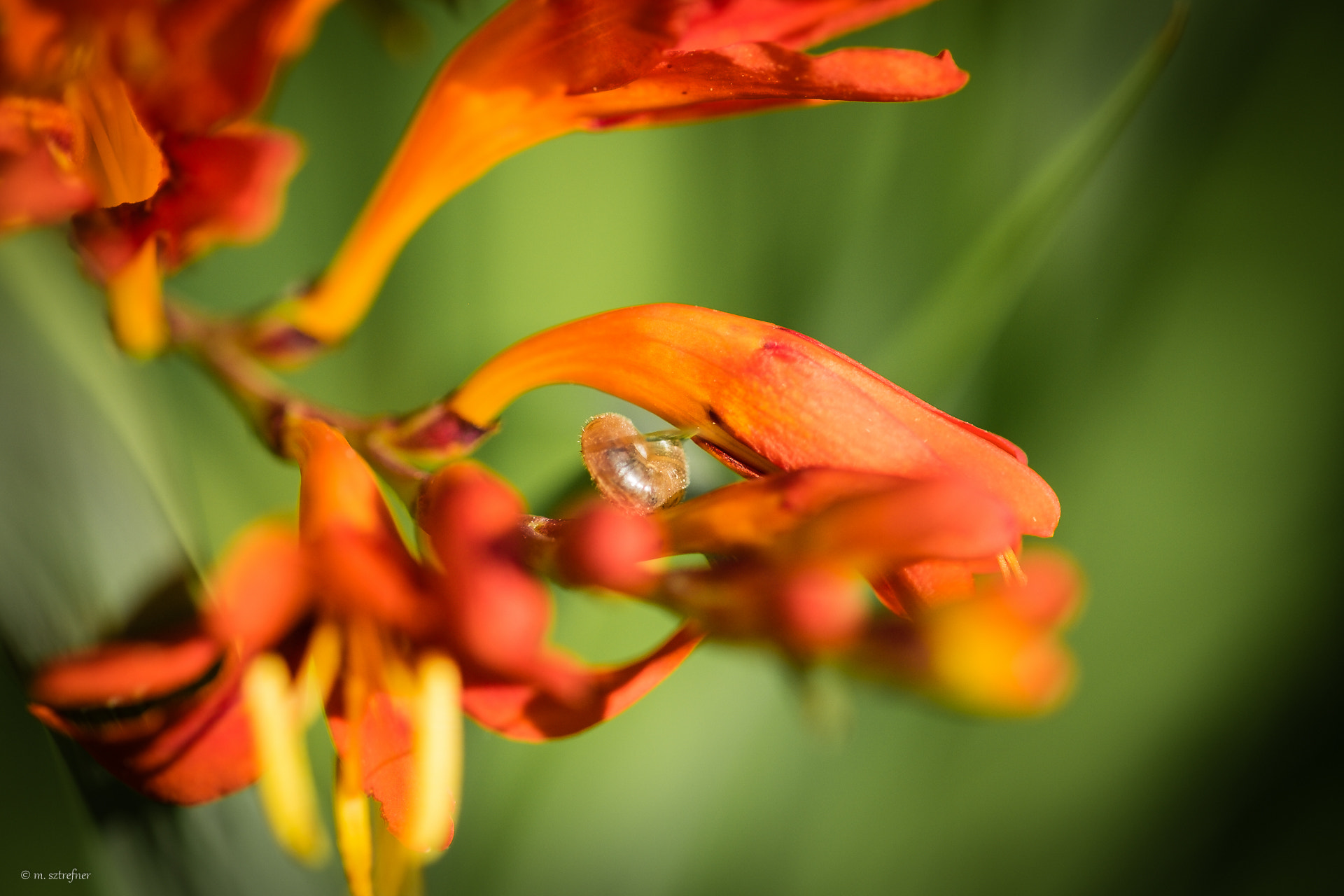 Fujifilm X-T10 + Fujifilm XF 60mm F2.4 R Macro sample photo. Some detail photography