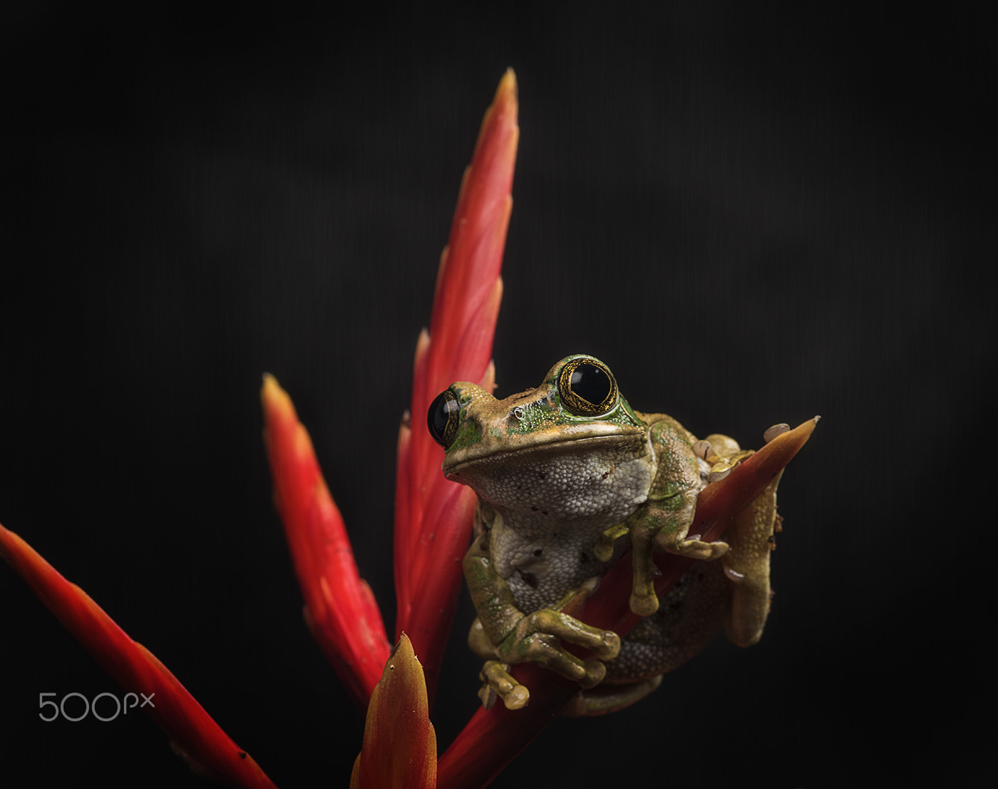 Sigma 105mm F2.8 EX DG OS HSM sample photo. Peacock tree frog photography