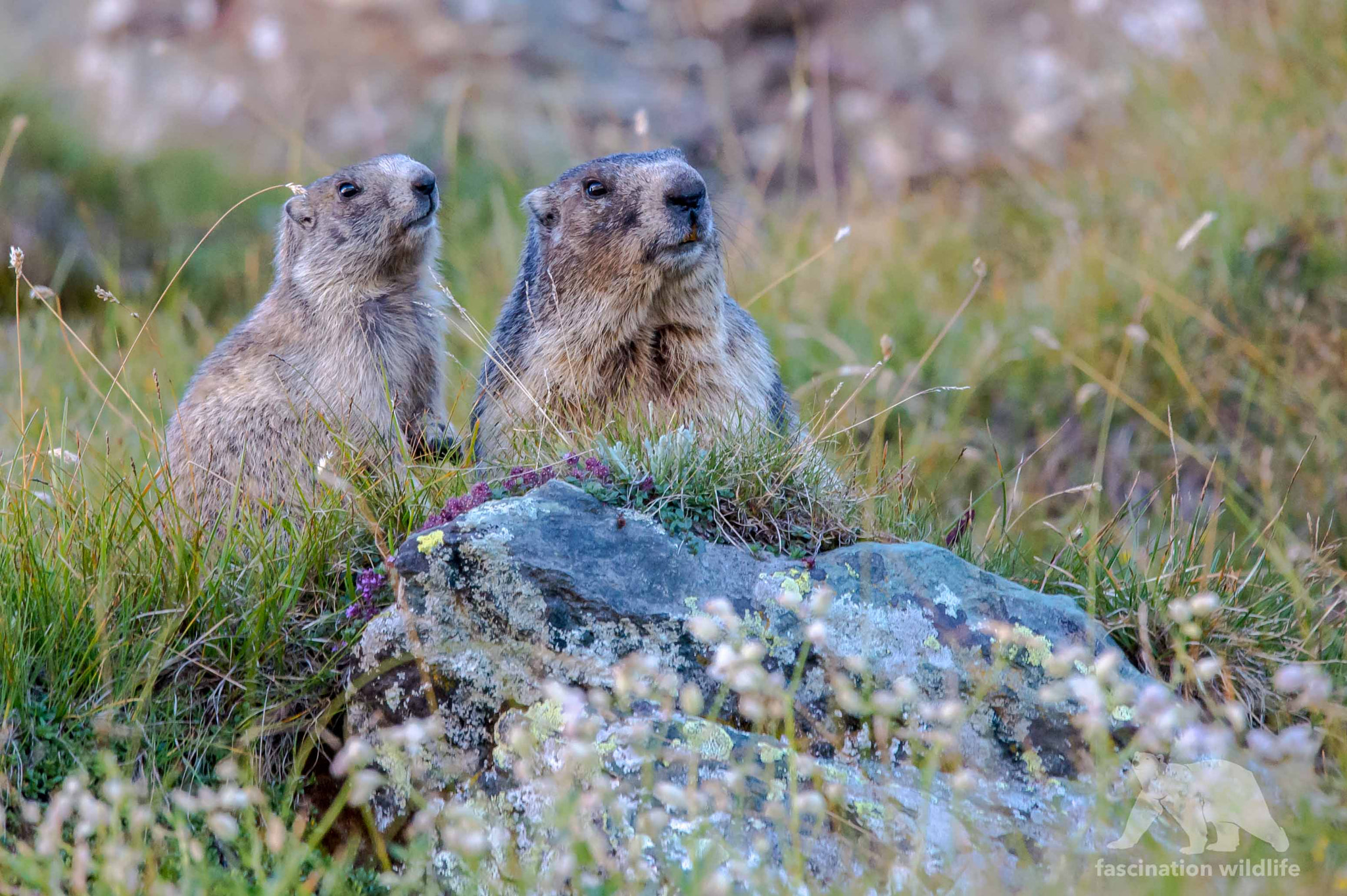 Sigma 150-600mm F5-6.3 DG OS HSM | S sample photo. Alpine marmots photography