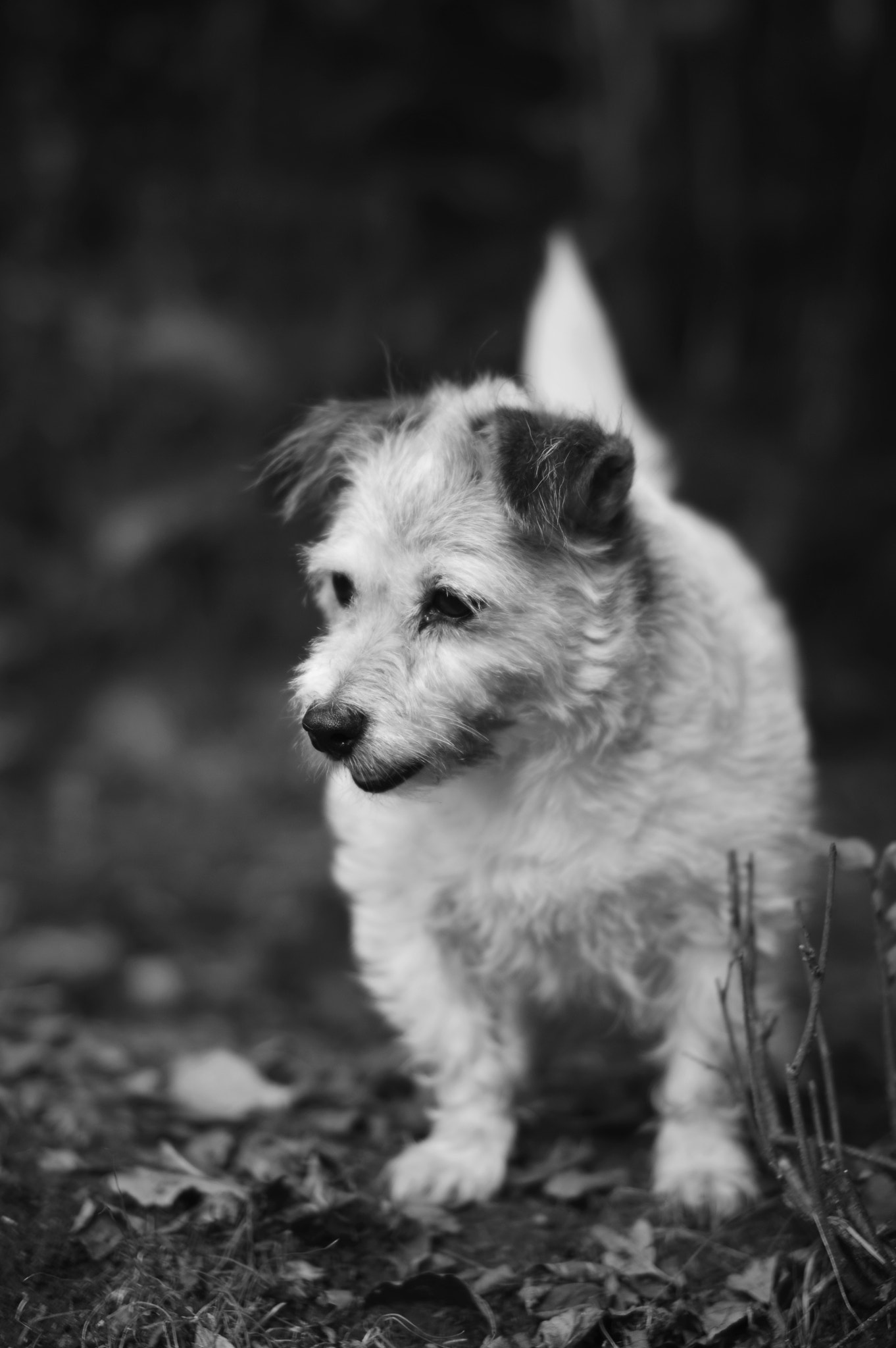 Nikon D3200 + Sigma 50mm F1.4 EX DG HSM sample photo. Rosie photography