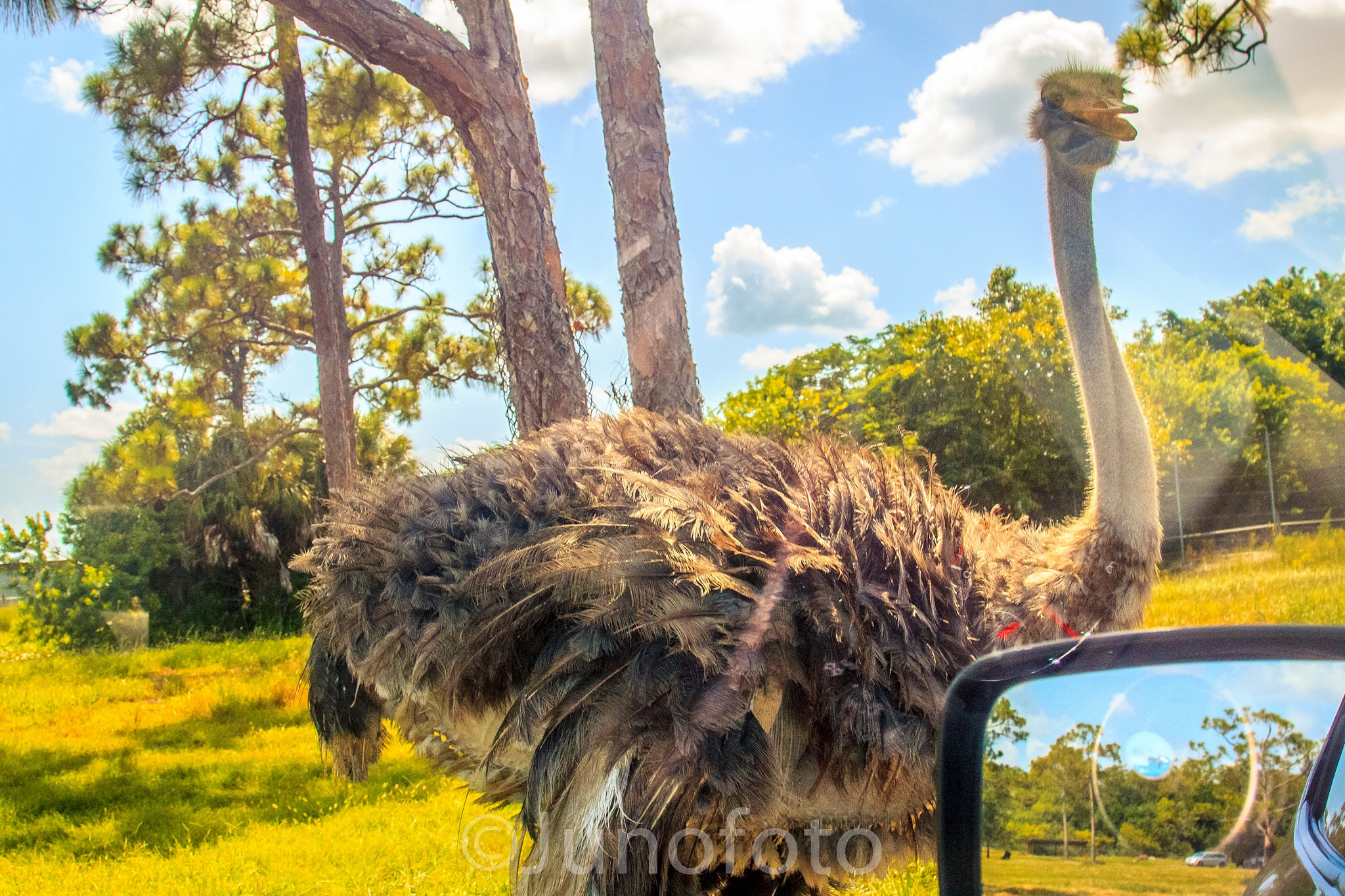 Canon EOS 1100D (EOS Rebel T3 / EOS Kiss X50) sample photo. Ostrich at lion safari west palm beach, florida. photography
