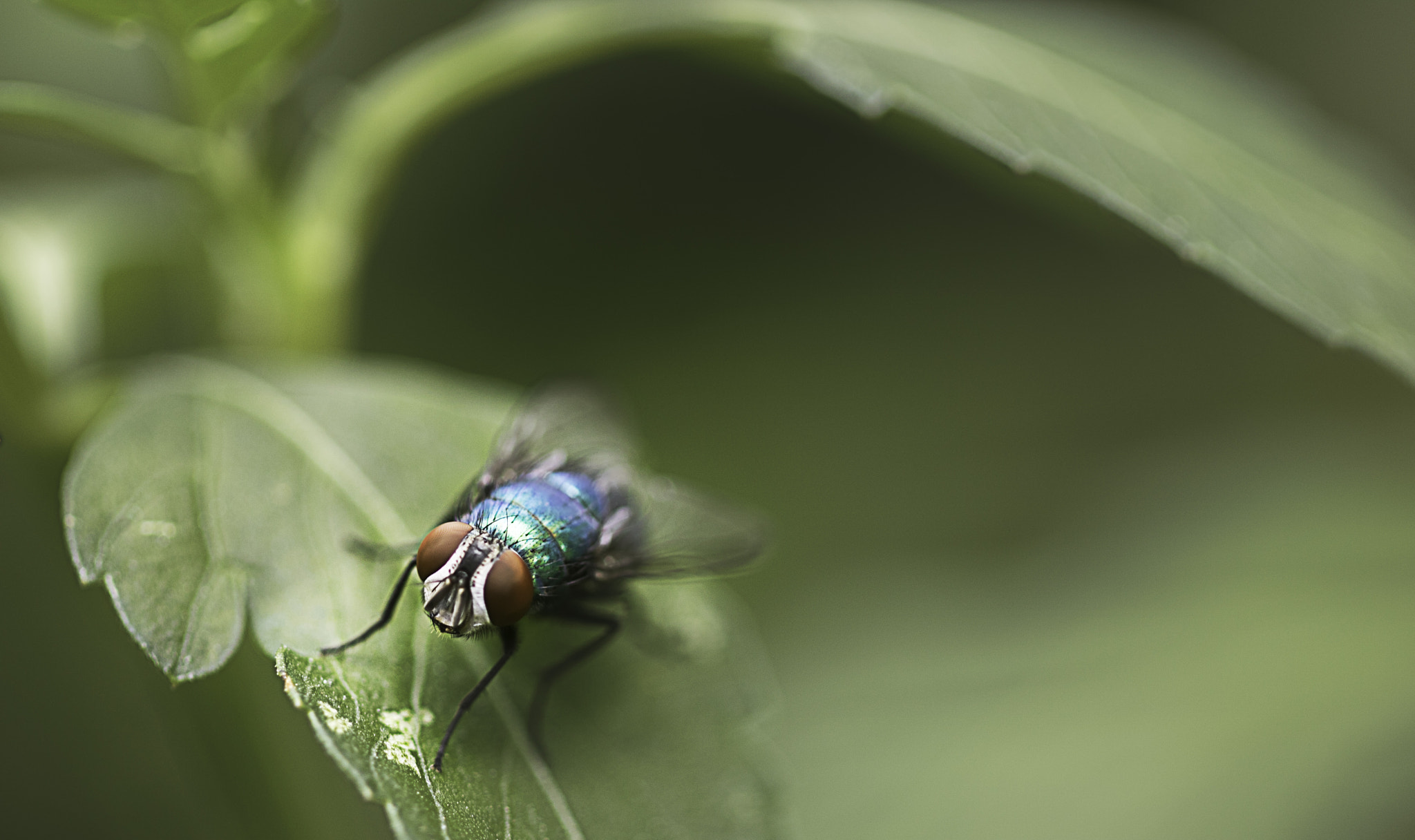 Canon EOS 760D (EOS Rebel T6s / EOS 8000D) + Canon EF 100mm F2.8 Macro USM sample photo. Green fly photography