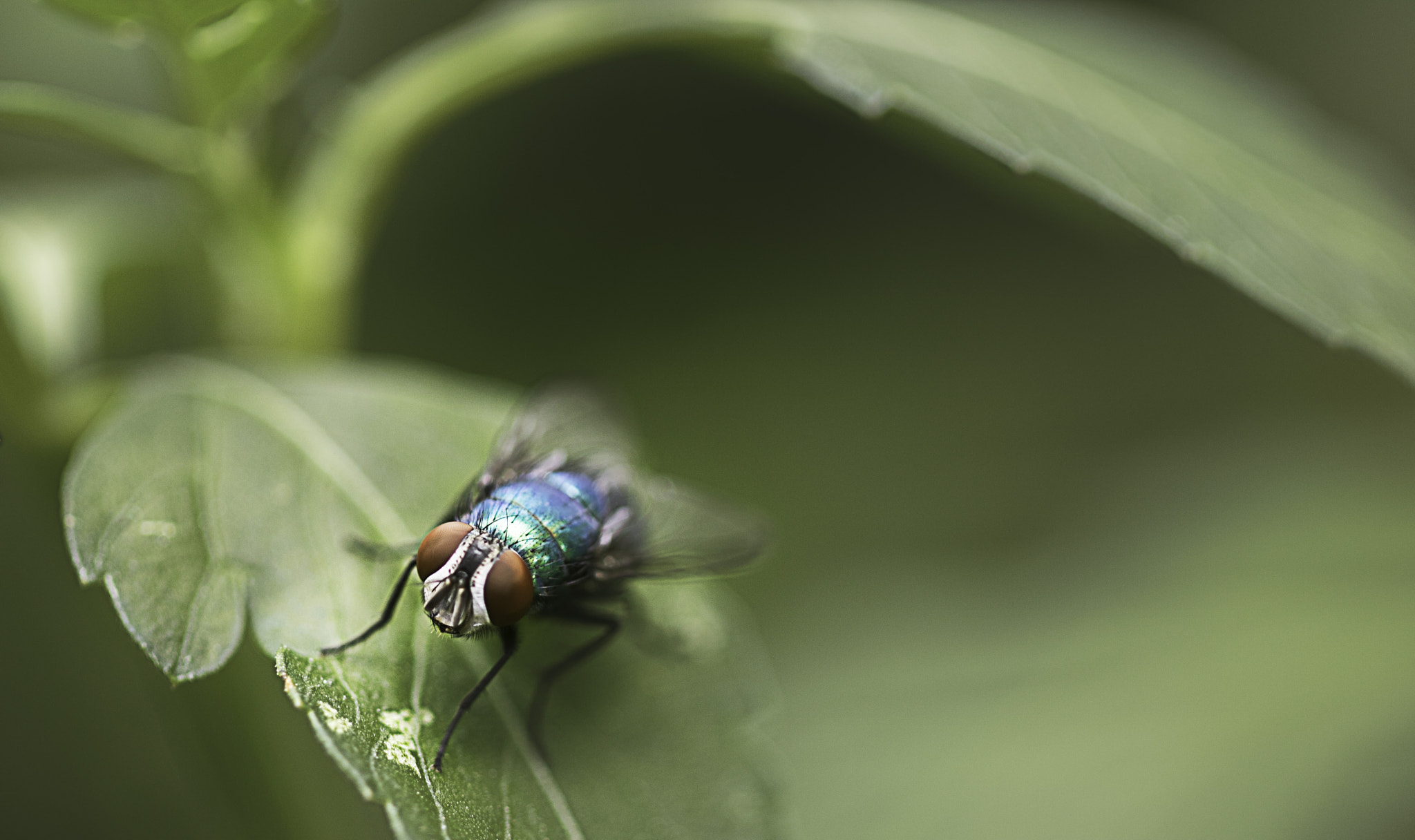 Canon EOS 760D (EOS Rebel T6s / EOS 8000D) sample photo. Green fly photography