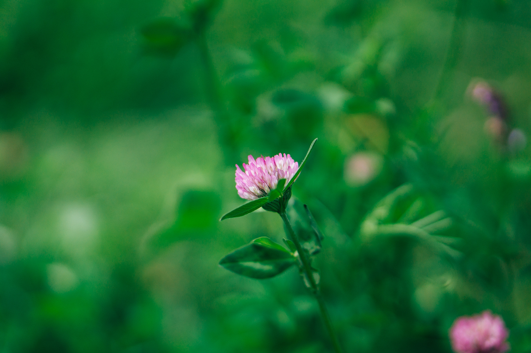 Sony Alpha NEX-3N + E 50mm F1.8 OSS sample photo. Clover photography