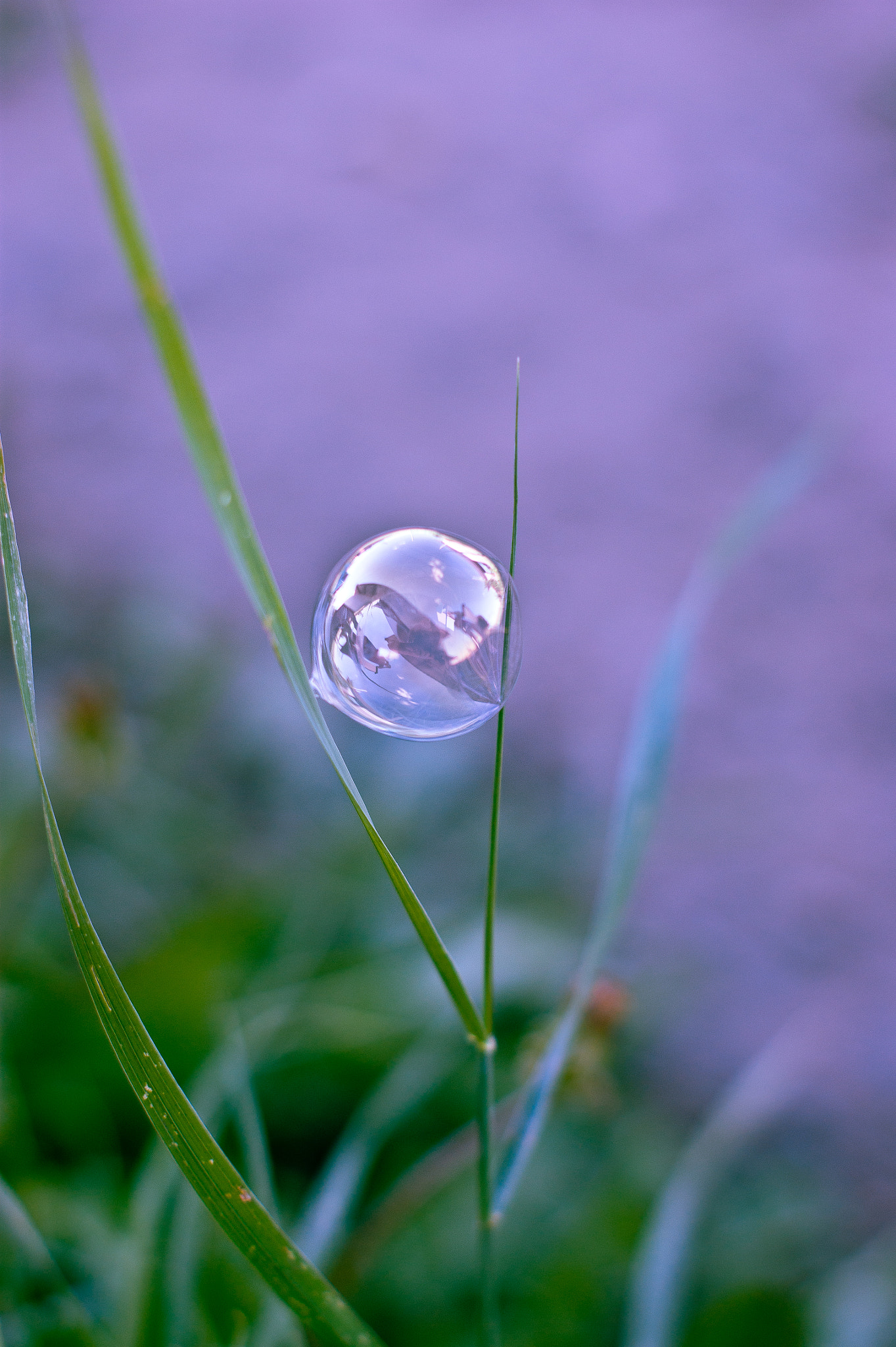 Sony Alpha DSLR-A290 + Sony DT 50mm F1.8 SAM sample photo. Bubble photography