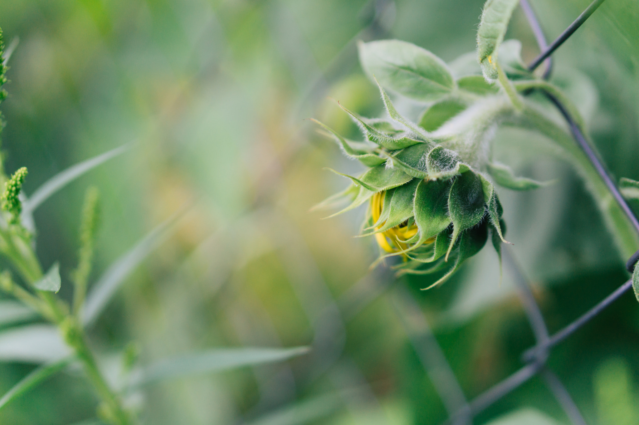 Sony Alpha NEX-3N + E 50mm F1.8 OSS sample photo. Sunflower photography