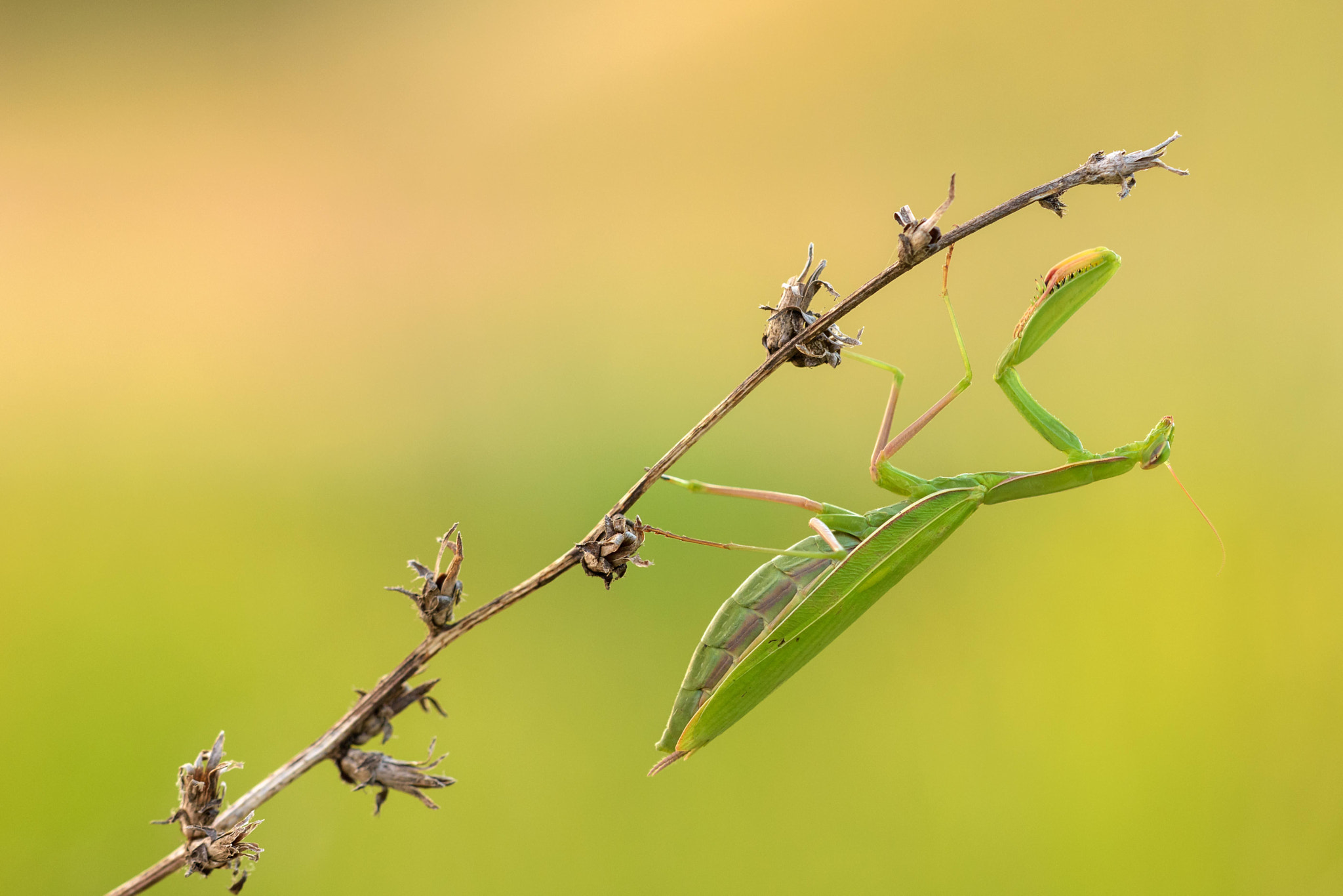 Sigma 150mm F2.8 EX DG Macro HSM sample photo. Fascination photography