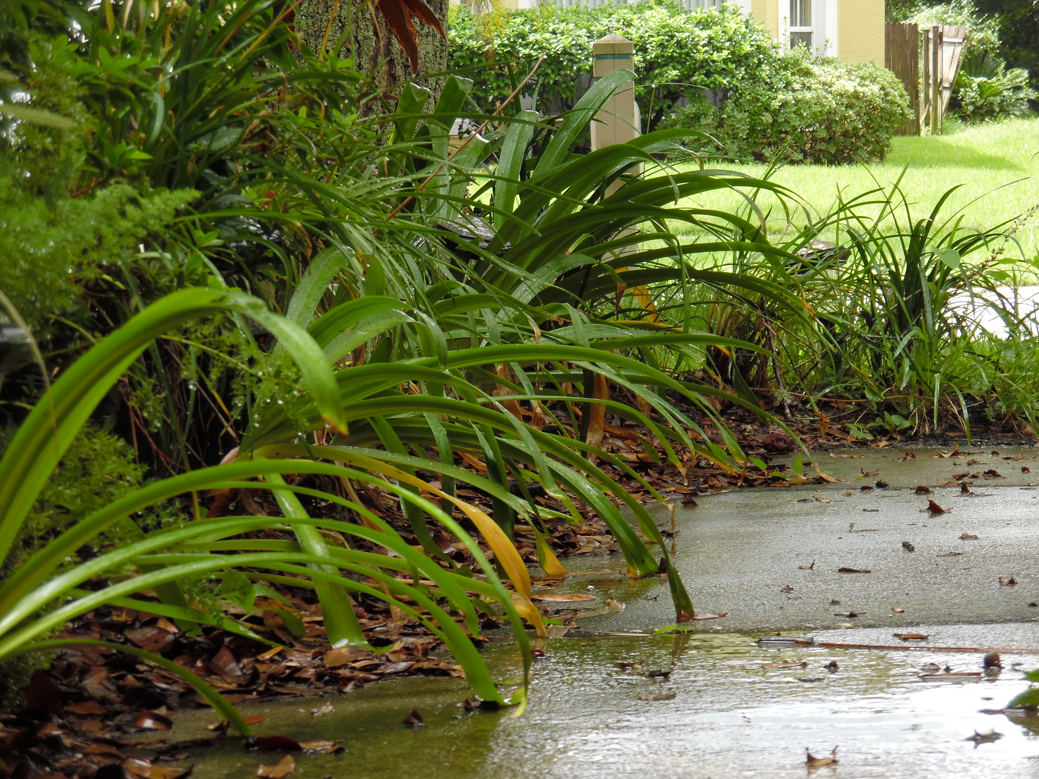Samsung WB35F/WB36F/WB37F sample photo. Sunny and rainy photography