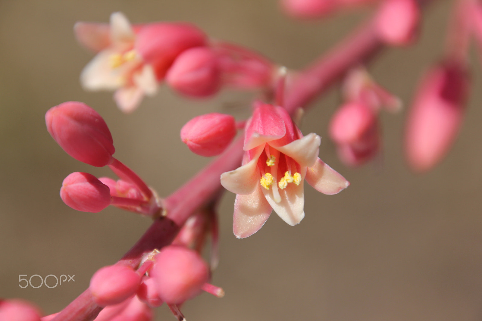 Canon EOS 60D + Tamron 16-300mm F3.5-6.3 Di II VC PZD Macro sample photo. Img photography