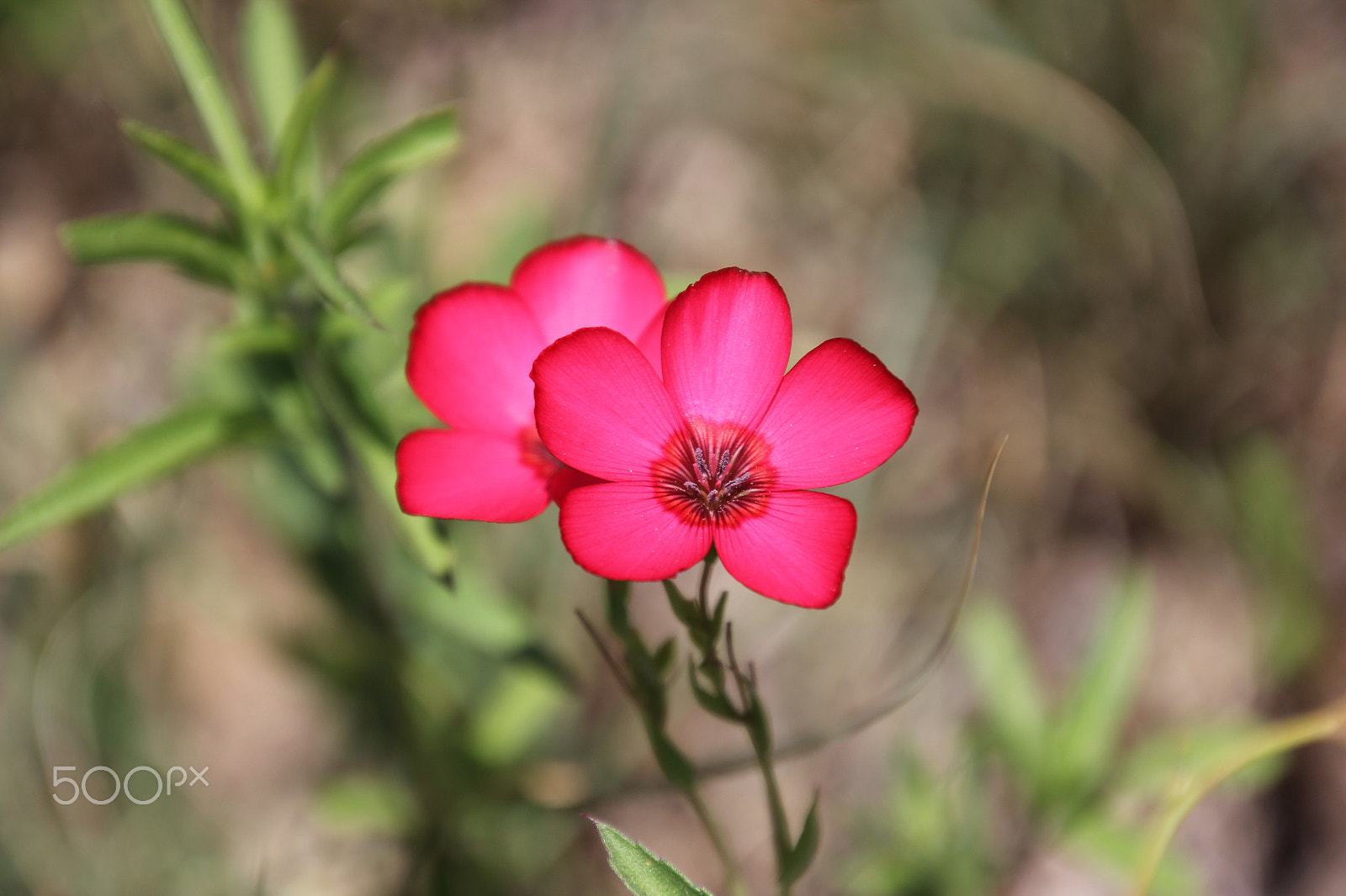 Canon EOS 60D + Tamron 16-300mm F3.5-6.3 Di II VC PZD Macro sample photo. Linum grandiflorum photography